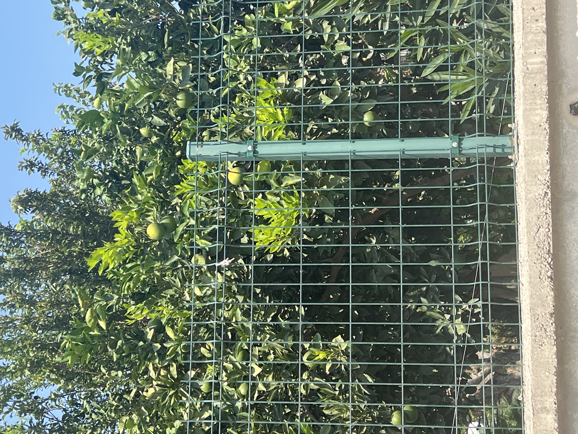 The image shows a close-up view of a green metal fence with a concrete base, in front of a dense foliage of a tree with green fruits, likely citrus. The fence is made of a grid of wires with vertical green posts. The foliage is lush and green, with numerous round, green fruits visible amongst the leaves. The sky is blue and visible at the top of the image. This scene is located in the city of Konyaaltı, Turkey. There are no people or animals visible in the image. The overall impression is of a natural, outdoor setting with a man-made barrier.