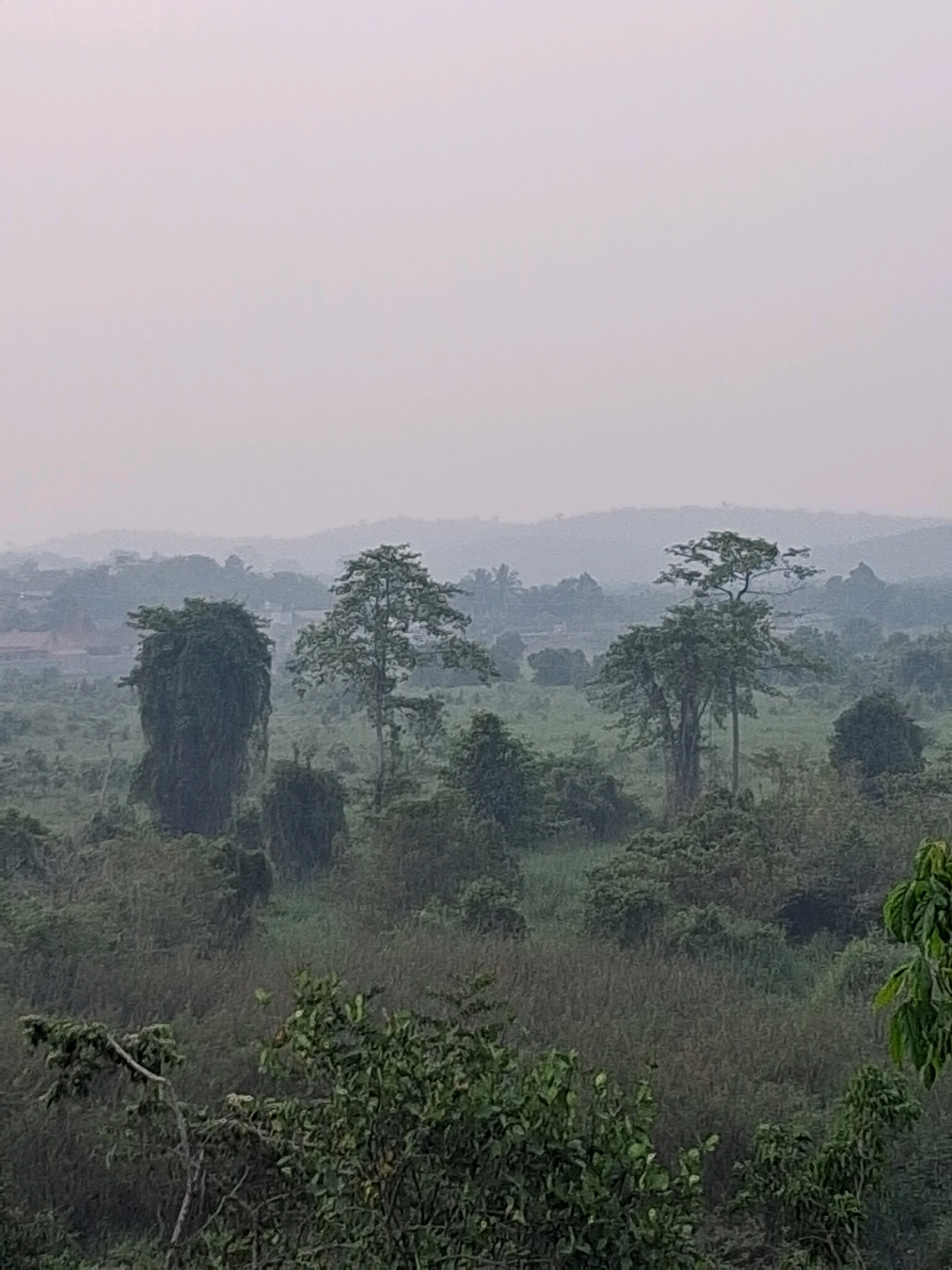 The image depicts a hazy, overcast day over a landscape of dense vegetation and rolling hills. In the foreground, lush green foliage partially obscures the view. The midground is dominated by various trees, some tall and slender, others with spreading canopies, all appearing somewhat blurred by the atmospheric conditions. One particularly striking feature is a tall, thick column of vegetation that resembles a very overgrown tree or structure, covered in dense vines. Further into the distance, more trees and shrubs are visible, blending into the misty backdrop of hills. In the far distance, hints of buildings and structures can be discerned, suggesting the presence of a settlement, possibly within or on the outskirts of Pangkalan Kerinci, Indonesia. The overall impression is one of a humid, verdant environment shrouded in a soft, diffused light.