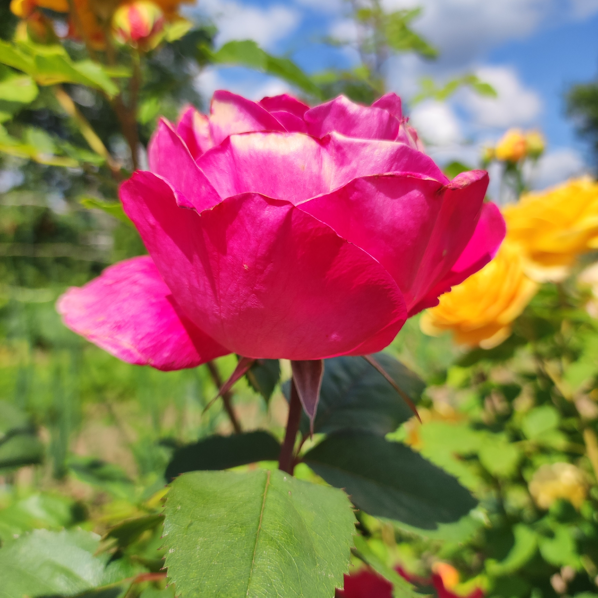 A close-up, shallow depth of field shot features a vibrant fuchsia rose in the foreground. The rose is partially bloomed, with its petals showing a gradient of color from deep fuchsia at the base to a lighter pink and white near the edges. The texture of the petals is visible, with subtle lines and a slightly ruffled appearance. A single green leaf with serrated edges is prominent in the lower left of the frame, attached to the rose stem.
In the background, the scene is blurred, suggesting a garden setting. Out-of-focus yellow roses and green foliage are visible. The sky, with scattered white clouds, appears in the upper right portion of the image. The lighting suggests a sunny day. The location is identified as Unknown, Unknown. There are no people or animals present.