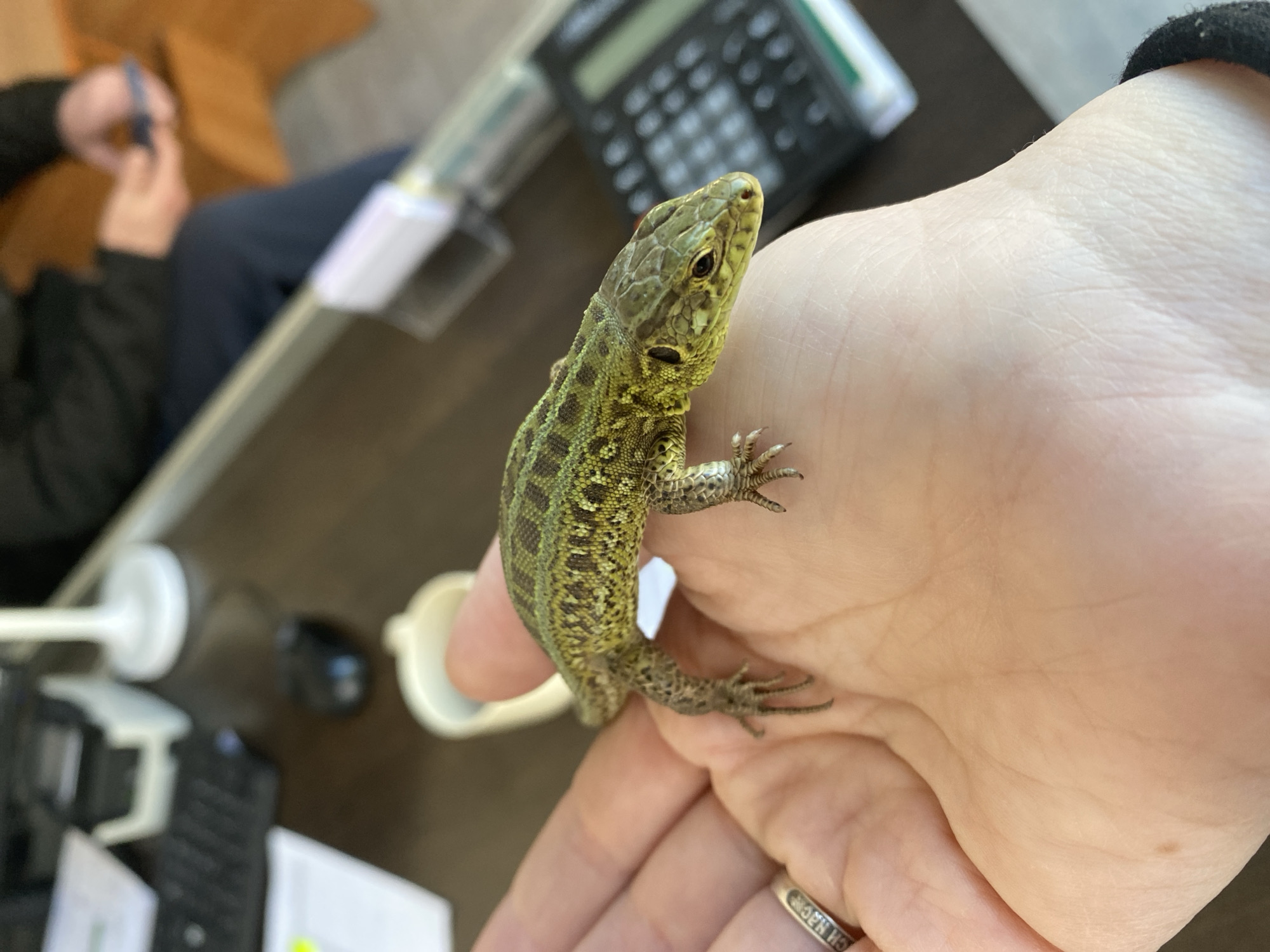 The image displays a close-up of a small, greenish-brown lizard resting on a person's open palm. The lizard features a distinctive mottled pattern of darker spots against a lighter, scaled body. Its head is turned slightly to the viewer's left, revealing one eye, and its small, clawed feet are visible gripping the skin of the hand.
The hand, with pale skin and visible lines, has a silver-colored ring on its ring finger. The ring bears partially legible text, which appears to read "ICH NACH".
The background is blurred, indicating a shallow depth of field. Visible elements suggest an indoor setting, likely an office or study in Chaikovsky, Russia. A black calculator with white keys is prominently visible behind the lizard's head. To the upper left, another person is partially visible, out of focus, wearing dark clothing and holding a small dark object. The surface beneath them appears to be a light brown desk or table, with various indistinct objects, including what looks like a white plastic stand or container, scattered around.
The scene captures a calm moment, possibly of observation or interaction with the lizard. The lighting is soft and even, typical of indoor conditions, and the time of day is not discernible.