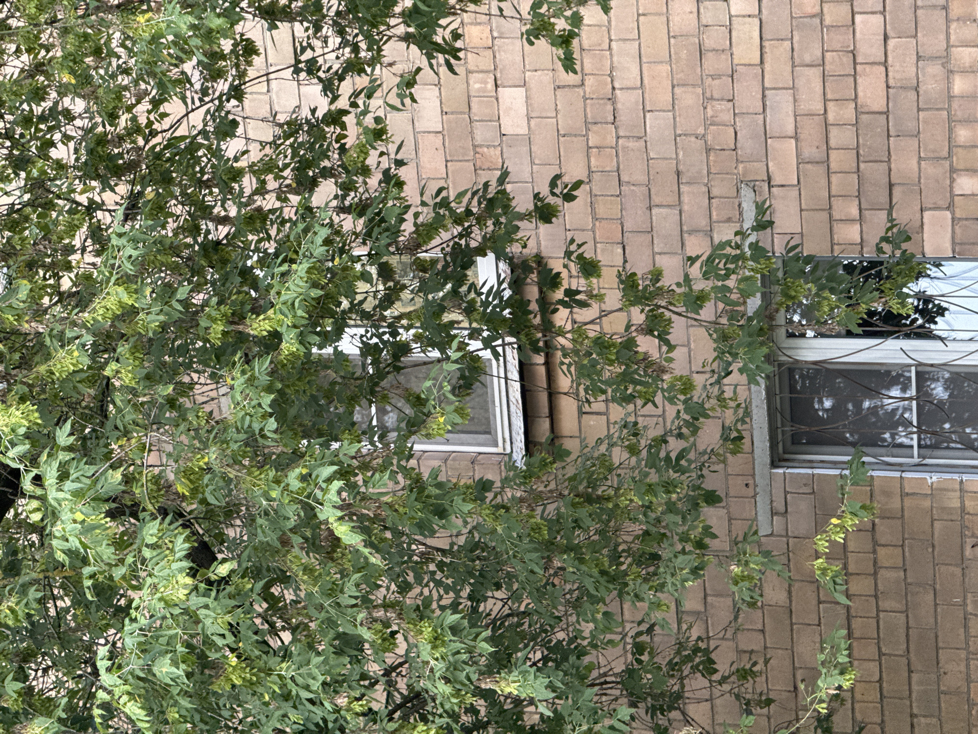 The image shows a close-up of a brick building with windows, partially obscured by the branches of a tree. The tree has green leaves and clusters of seed pods hanging from its branches. The brickwork is light brown and appears to be aged. The windows are framed in white and one of them has a metal grate. The scene suggests an urban environment, possibly residential, given the presence of the brick building and the tree. The location is identified as Khimki, Russia.