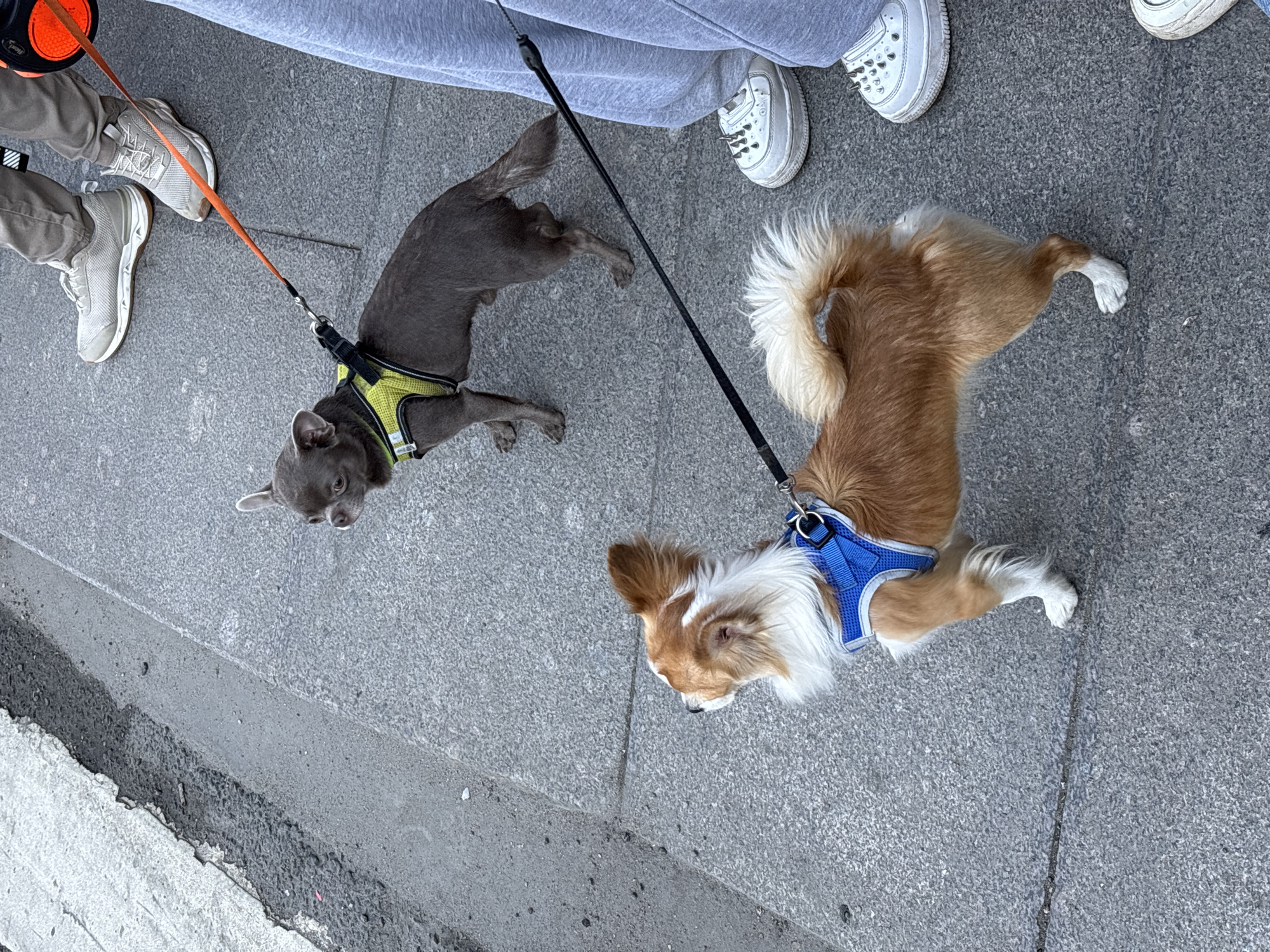 Two dogs are lying on a gray concrete surface, each leashed and attached to a person's leg. To the left, a gray dog with a yellow harness is on an orange leash. Near the gray dog are the feet of someone wearing white and gray sneakers, their legs covered in tan-colored fabric. The second dog is brown and white, wearing a blue harness and attached to a black leash, lying near a person in gray sweatpants and white sneakers. The surface is rough and speckled. A curb is visible in the lower-left. The image is an overhead shot. This image was not taken in the city of Saint Petersburg, Russia.