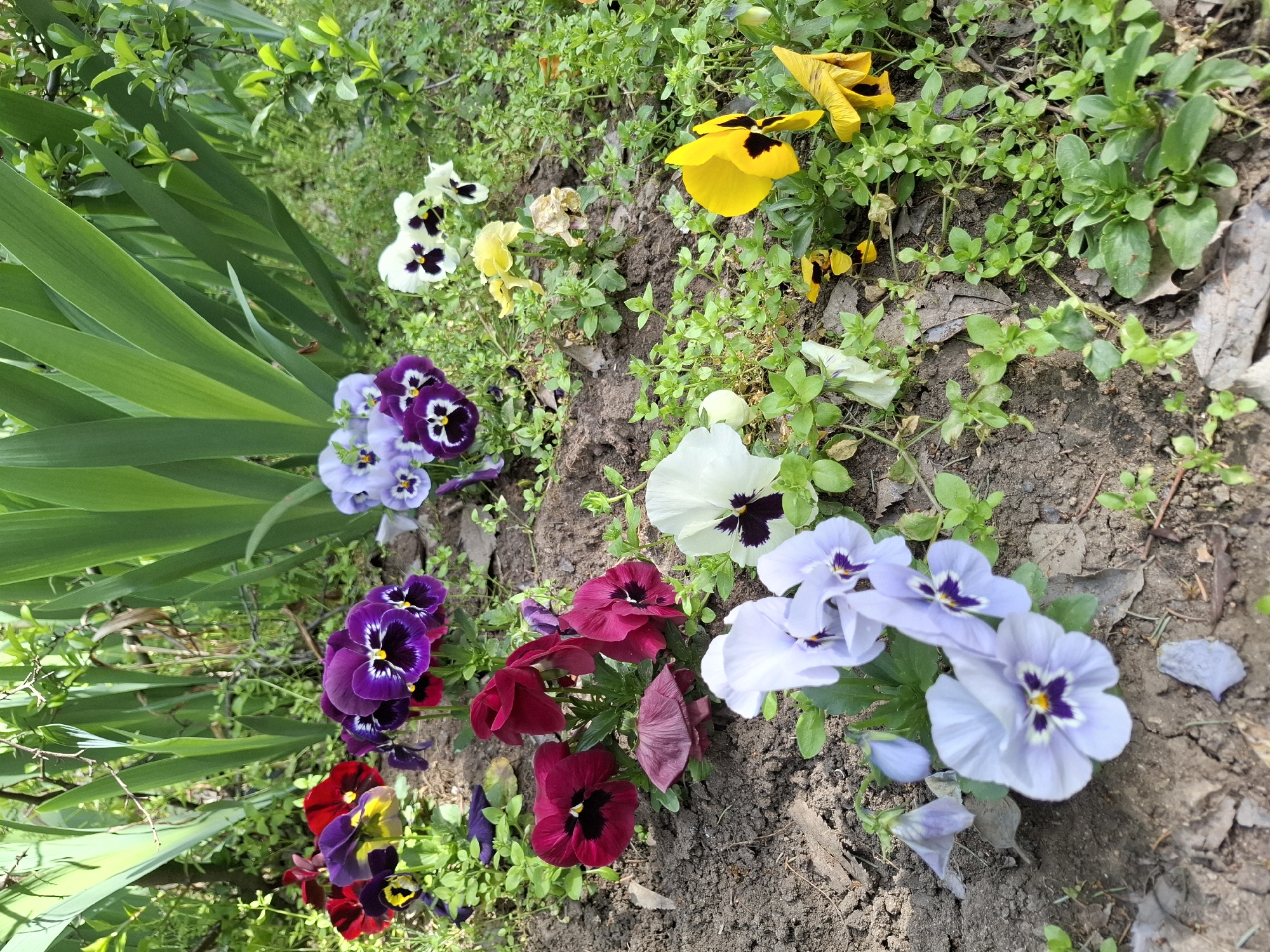 This image captures a vibrant close-up view of a garden bed teeming with colorful pansies in Plovdiv, Bulgaria. The scene is dominated by clusters of Viola flowers, showcasing a rich variety of hues including deep purples, light lavenders, bright yellows, pure whites with contrasting dark centers, and deep maroon-reds.
On the left side of the frame, tall, blade-like green leaves, possibly belonging to irises or gladioli, stand upright, providing a lush green backdrop and structural contrast to the smaller pansy blossoms. These larger leaves create a sense of depth and frame the left edge of the flower display.
The pansies are planted in dark, rich soil, which is visible between the various plant clusters. Patches of smaller, lighter green ground cover plants and some dry leaf debris are scattered across the soil, adding to the natural, unmanicured feel of the garden.
The lighting appears to be natural daylight, casting soft shadows and highlighting the vivid colors of the flowers, suggesting a clear day during spring or early summer when these flowers are typically in bloom. There is no specific activity depicted beyond the natural blooming of the flowers in their garden setting. No people or visible text are present in the image. The overall impression is one of natural beauty and a flourishing garden.