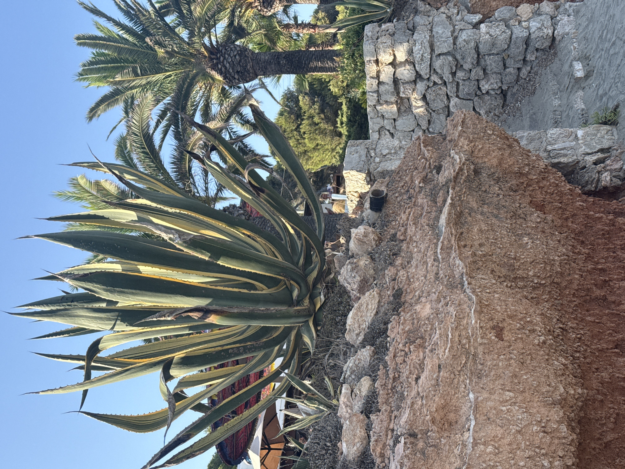 The image depicts a sunny outdoor scene in Santa Eulària des Riu, Spain, with a focus on a large agave plant in the foreground. The agave, with its variegated green and yellow leaves, is positioned in front of a cluster of palm trees and lush greenery. To the right, a rough stone wall is visible, with a sandy path leading downwards. Part of a sandy beach or ground is visible at the bottom right. In the background, under a red and white umbrella structure, two people are seated at a table. The sky is clear and blue. The foreground is dominated by reddish-brown rock formations and smaller succulents.