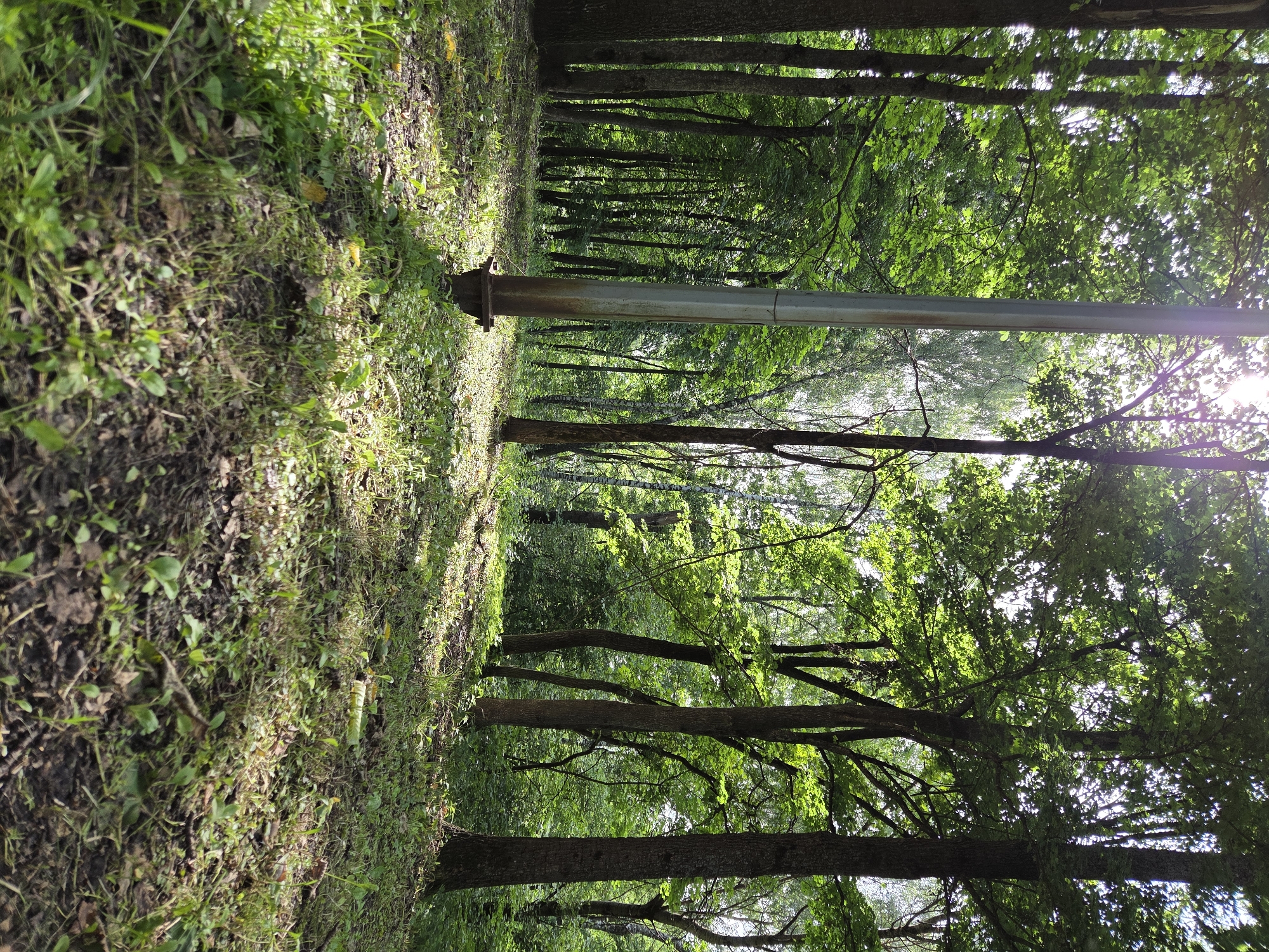 The image depicts a sun-dappled forest floor in Zheleznogorsk, Russia. The scene is dominated by lush green trees with sunlight filtering through their leaves, creating patterns of light and shadow on the ground. A weathered, metallic pole stands prominently in the left-center of the frame, appearing to be a streetlamp or utility pole. The ground is covered with a mixture of grass, fallen leaves, and some debris. In the background, a dense forest stretches into the distance, with various trees of different heights and species visible. The overall atmosphere is tranquil and natural, suggesting a park or wooded area within or on the outskirts of the city. There are no people or animals visible in the frame.