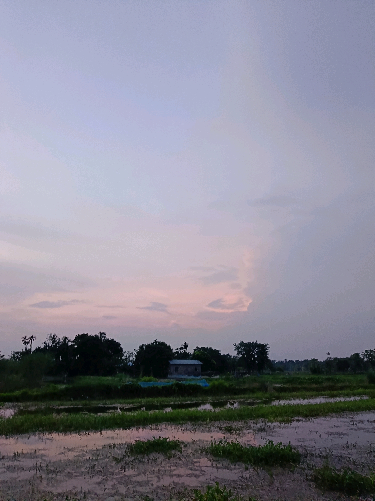 A serene rural landscape at dusk, possibly in Barpeta, India, showcases a muted sky transitioning from pale blue to soft pink and gray hues, indicative of twilight. The horizon is dotted with a dense line of dark green trees, their silhouettes stark against the fading light. A small, gray building with a dark roof is nestled amongst the foliage on the left side of the frame, partially obscured by vegetation. In the foreground, a body of water, likely a flooded field or pond, reflects the subdued sky, with patches of green aquatic plants growing on its surface. The water is calm, with subtle ripples disturbing the reflection. The overall atmosphere is tranquil and still, typical of the quietude found in rural settings during this time of day.