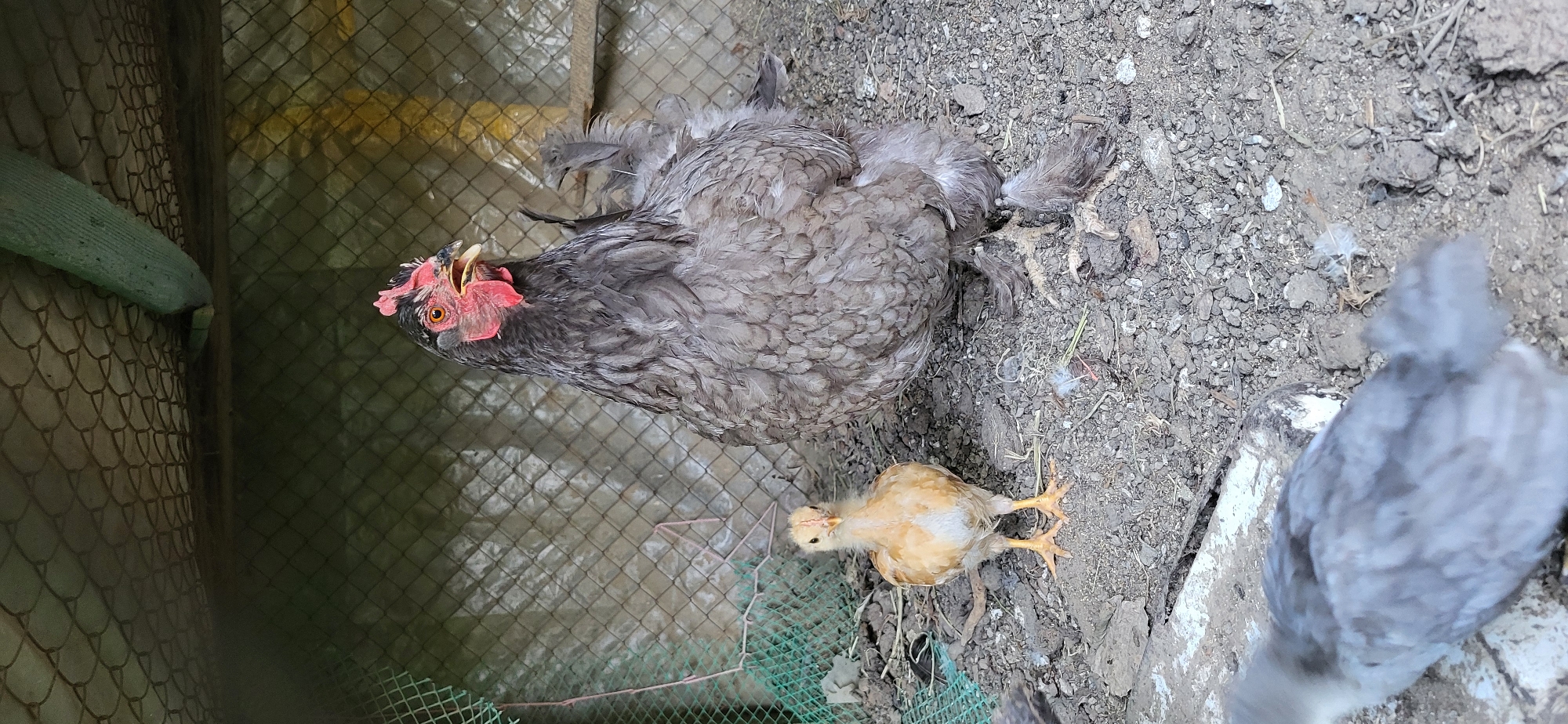 Two chickens and a chick are in a fenced enclosure. The enclosure has a wire mesh ceiling and walls. The ground is covered with gravel and dirt. A larger, dark gray chicken with red comb stands in the center, facing the right. A small, yellow chick stands to the left of the larger chicken, facing the camera. Another chick, mostly out of focus and appearing gray, is in the foreground. The scene appears to be in a rural or backyard setting. The city of Taldykorgan, Kazakhstan is mentioned, but there are no visual elements in the image that specifically indicate this location.