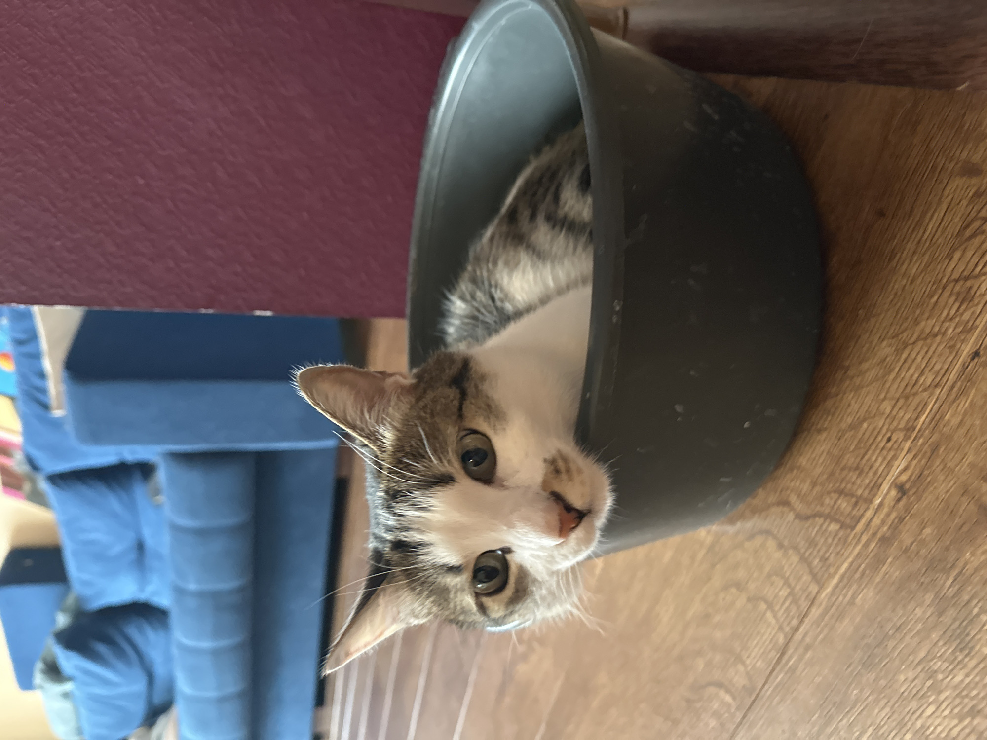 A cat is sitting inside a black bowl on a wooden floor. The cat has white and gray fur. A blue couch is visible in the background. A maroon-colored surface is to the left of the bowl. The location of the scene is not known.
