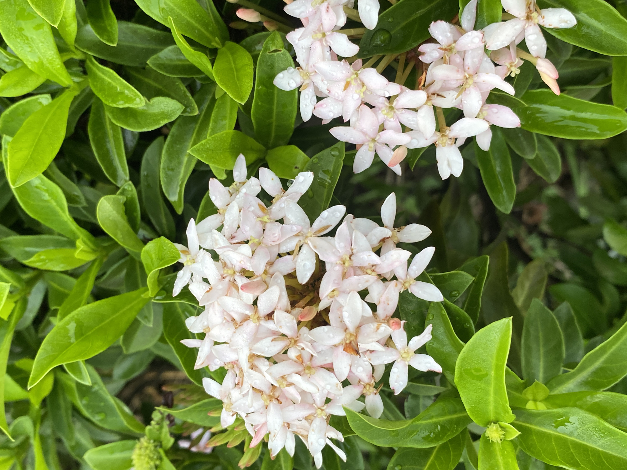 The image shows a close-up of two clusters of Ixora flowers, likely in Davao City, Philippines, based on the plant's commonality in the region. The flowers are pale pink and white, with four petals each, and appear to be wet, possibly from rain or dew. The surrounding foliage is lush green with glossy leaves, also appearing wet. The scene is brightly lit, highlighting the details of the flowers and leaves. There is no evidence of people or interactions in the image. The focus is entirely on the botanical elements.