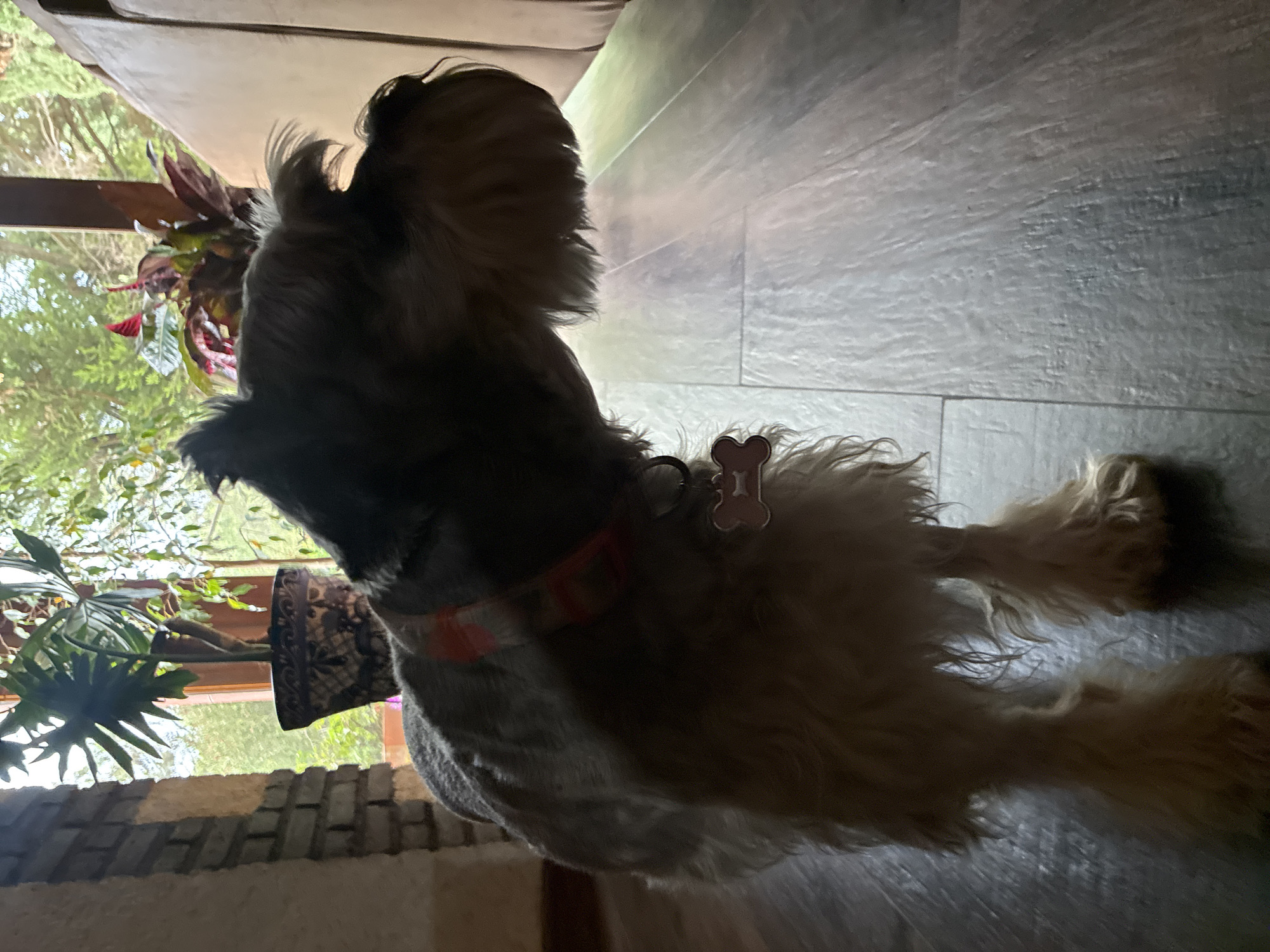A furry, medium-sized dog lies on its side on a light-colored, textured floor. It wears a red collar with a bone-shaped tag. A potted plant sits on a ledge in the background, with natural light streaming through a window. The scene is indoors, next to a wall with exposed brickwork. The precise location in Cañada de Madero, Mexico, cannot be determined from the visual information provided.