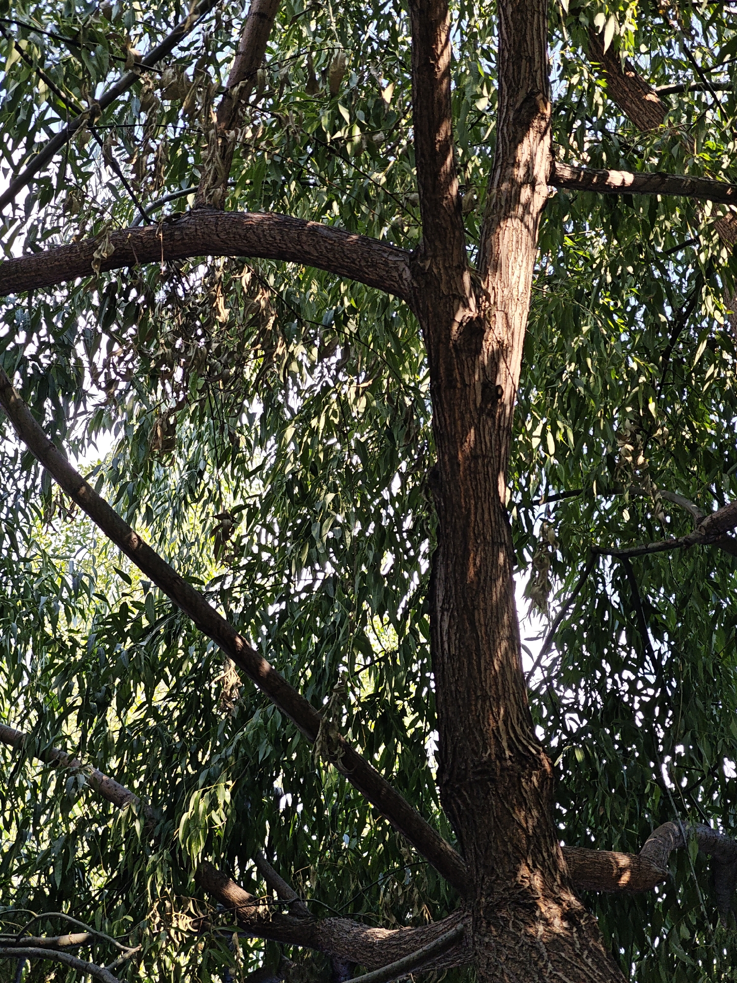 The image shows the trunk and branches of a tree against a backdrop of green leaves and sky. The bark of the trunk is rough and textured, with vertical ridges. Sunlight filters through the leaves, creating dappled shadows on the branches and trunk. Several branches are visible, some thick and sturdy, others thinner and more delicate. The leaves are elongated and appear to be a vibrant green, with some lighter green or yellowed leaves also present, suggesting possible seasonal change or stress. The overall impression is that of a densely foliated tree, viewed from below looking upwards. The setting is outdoors, likely a park or garden within the city of Yakkatut, Uzbekistan, given the context. There are no people or animals visible in the frame.