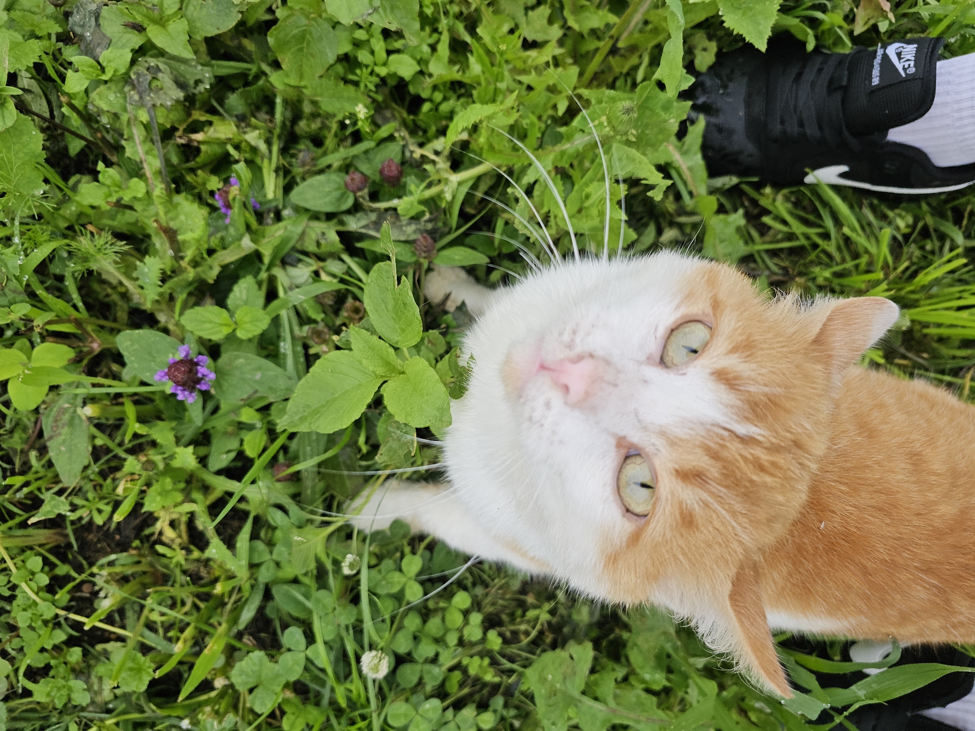 A high-angle, close-up shot shows an upside-down orange and white cat lying in a patch of green grass and weeds, possibly in Kalinovka, Russia. The cat's face is tilted towards the camera, with its green eyes looking upward and its pink nose visible. Its whiskers are long and white. The surrounding grass is lush and dotted with small purple flowers. In the bottom right corner of the image, a person's black Nike shoe with white socks is visible, partially submerged in the grass, indicating the photographer's presence.