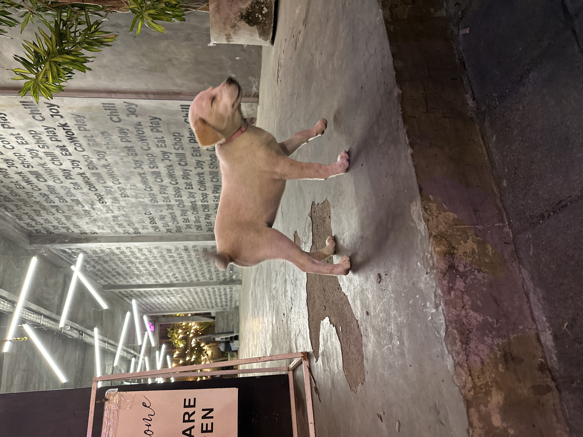 In Kuta Selatan, Indonesia, a light-colored puppy with a pink collar stands on a concrete surface, its eyes closed. The puppy is positioned on the right side of the frame, facing the left, with its front right paw lifted as if in motion. The background features a wall with repeating text, possibly a mural or a decorative element. Fluorescent lights are mounted on the ceiling above, casting a bright illumination. To the left, a white sign with black text that reads "come ARE OPEN" is visible. The environment appears to be an outdoor or semi-outdoor public space, potentially a walkway or an alleyway, with concrete flooring and some foliage in the background to the right. The lighting suggests it is nighttime or a dimly lit indoor space.