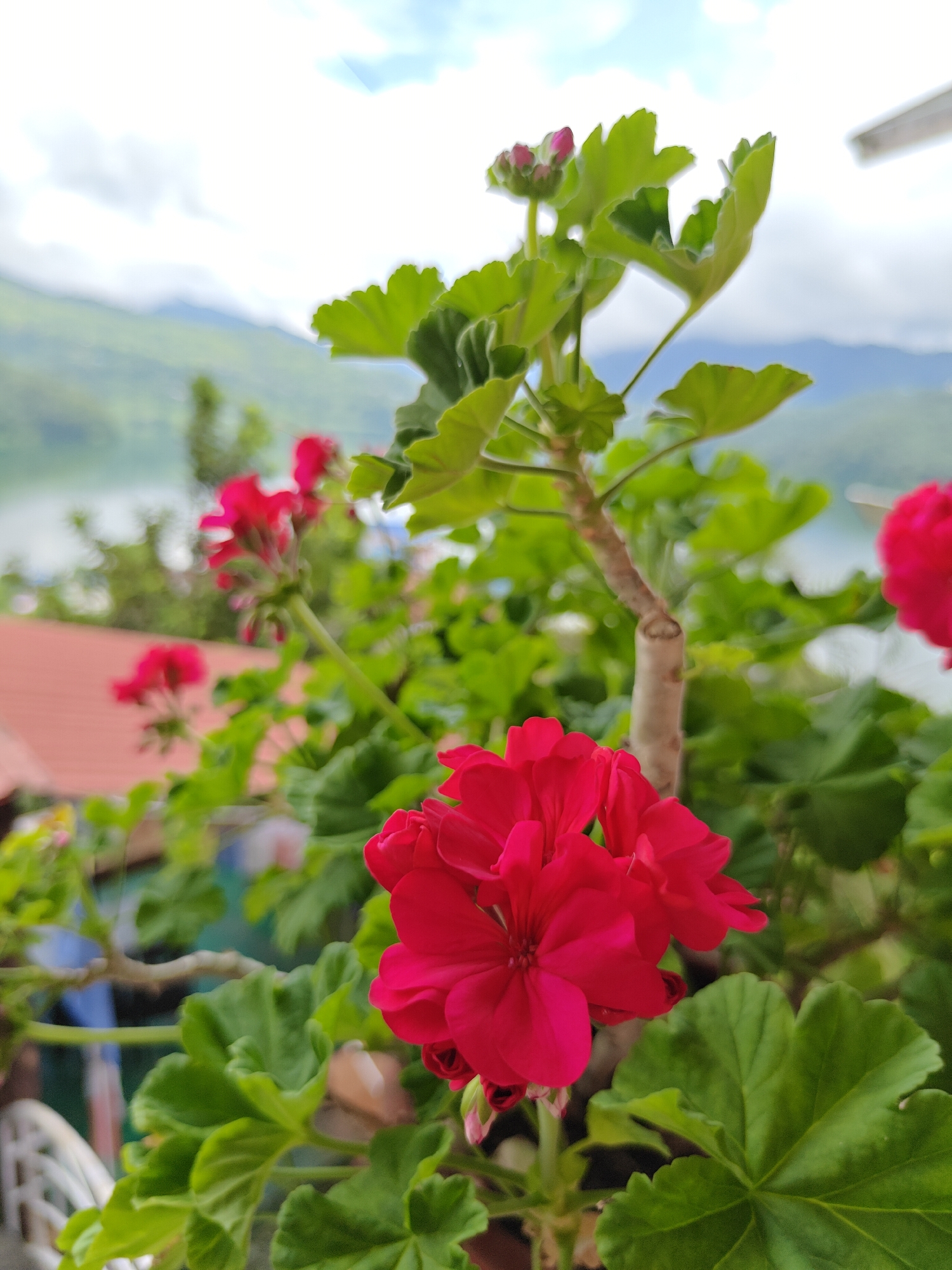 The image depicts a close-up of a bright red geranium flower in the foreground, with lush green leaves and a thick, woody stem. In the background, a blurred landscape is visible, featuring a body of water, distant mountains, and a hint of buildings with reddish-brown roofs, suggestive of a location in Pokhara, Nepal. The sky above is a pale blue with scattered white clouds. The shallow depth of field focuses attention on the vibrant red bloom, while the background elements are softly out of focus, creating a sense of depth and atmosphere. There are no people or specific actions captured in the scene.