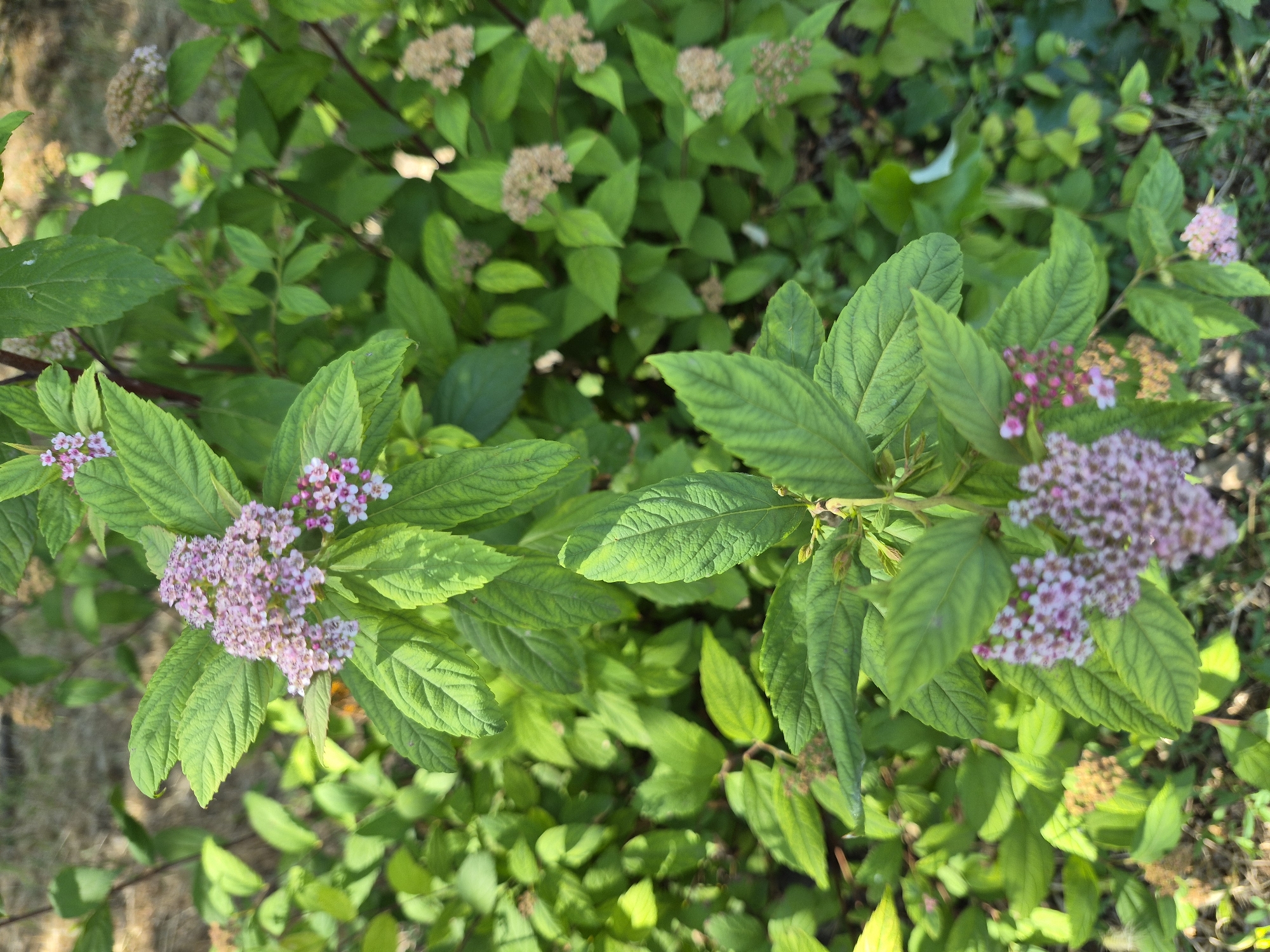 This media file is a close-up, overhead shot of a bush with green leaves and clusters of small pink and white flowers. The leaves are ovate with serrated edges and prominent veins, exhibiting a vibrant green hue with some lighter green variations. The flowers are delicate, appearing in dense, rounded clusters, with individual florets featuring pink petals and a white center. Some of the flower clusters are fully bloomed, while others appear to be in earlier stages of development, with some showing a more muted, brownish-pink color, possibly indicating they are starting to fade or are a different variety.
The bush is set against a background of more greenery, suggesting an outdoor setting, likely a garden or natural landscape. The lighting suggests it is daytime, with sunlight illuminating the leaves and flowers, creating some highlights and shadows. The focus is primarily on the central portion of the bush, with the foreground and background appearing slightly blurred, drawing attention to the details of the leaves and blossoms. There are no people, objects, or text visible in the image. The overall impression is one of natural beauty and the vibrancy of plant life during its blooming season. The context is a still, natural scene without any specific event or activity taking place.