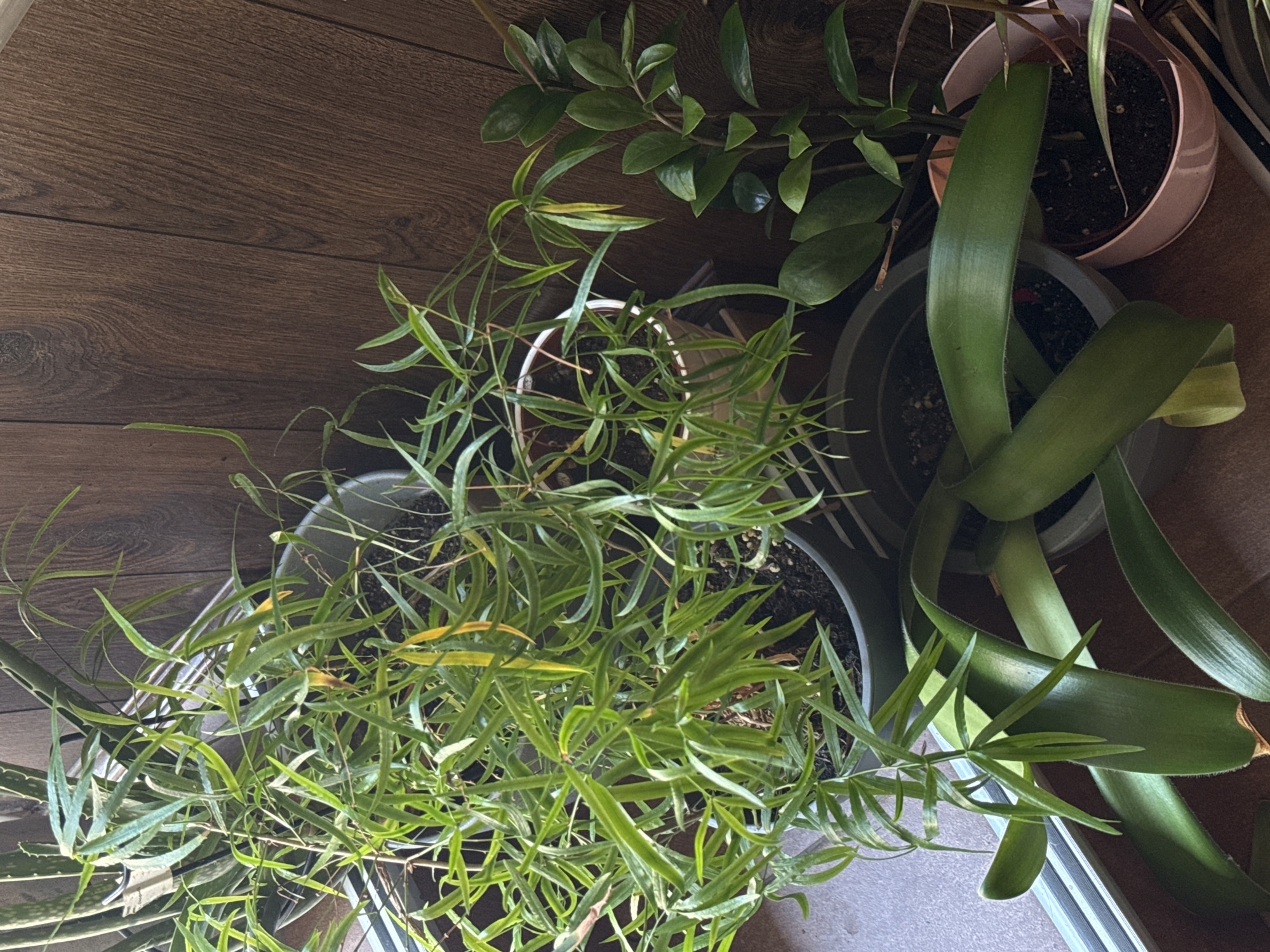 The image shows a collection of potted plants arranged on a wooden surface. The plants vary in size and leaf shape, with some having long, slender green leaves and others broader, straighter leaves. One plant has thin, cascading branches with needle-like leaves, while another features thick, upright, sword-like leaves. A plant with glossy, oval leaves is also visible. The pots are of different colors and materials, including a pinkish planter and a dark gray one. The background consists of a dark brown wooden surface with a visible grain pattern, suggesting a table or shelf. The lighting appears to be indoor, casting soft shadows. No people, text, or specific location cues are identifiable within the image itself, beyond the general context of houseplants in a domestic or indoor setting.
