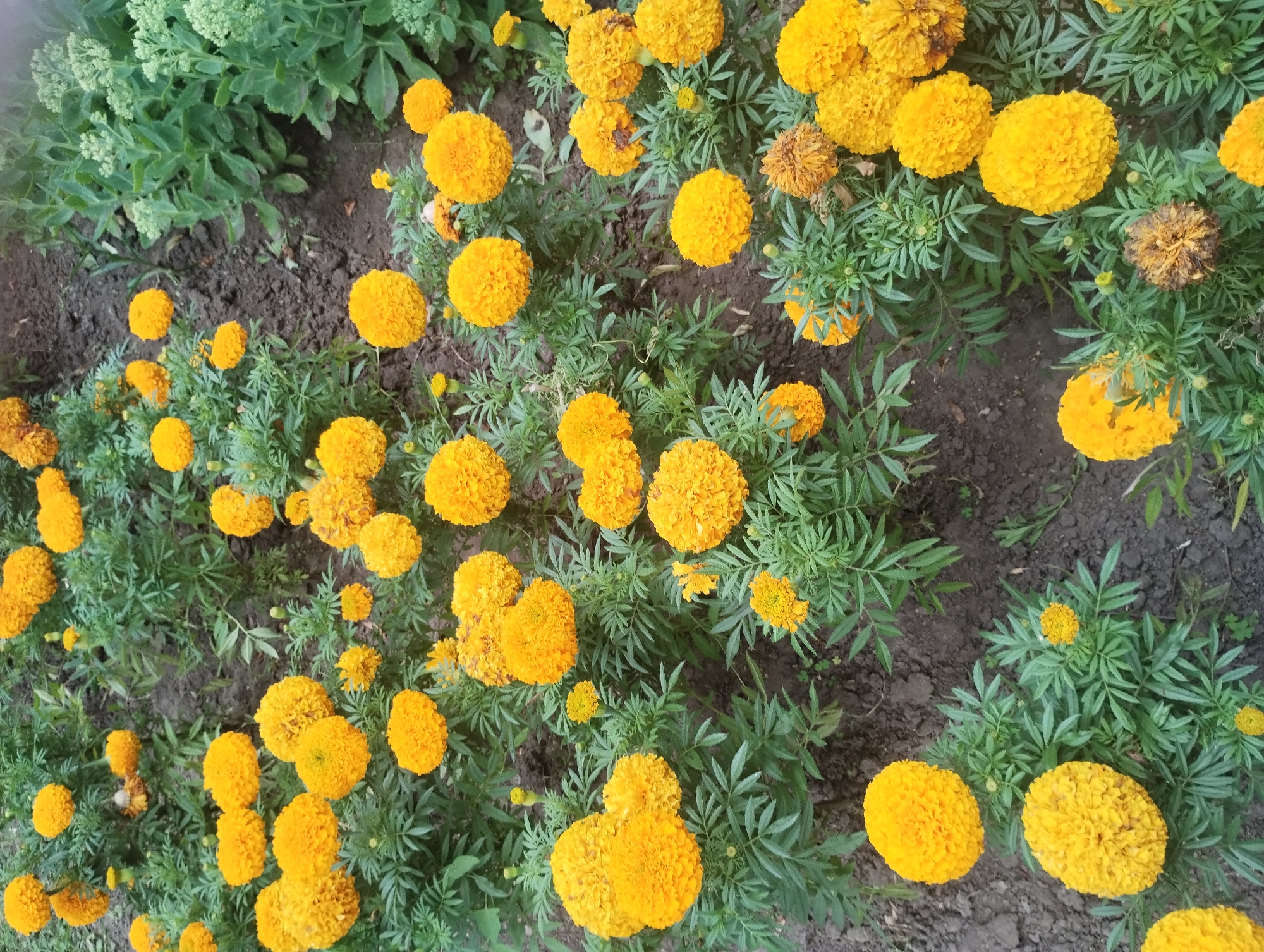 The image depicts a close-up view of a flowerbed filled with numerous bright yellow marigolds. The flowers are in various stages of bloom, with many fully open and others in bud. They are densely planted among green, feathery foliage. The ground beneath the flowers is dark soil, with some patches of bare earth visible. In the upper right portion of the image, a section of sedum plants with pale green flower heads is visible, contrasting with the vibrant orange-yellow of the marigolds. The scene appears to be an outdoor garden or park setting. There are no people or animals present in the image. The lighting suggests it is daytime, possibly overcast, as there are no strong shadows.