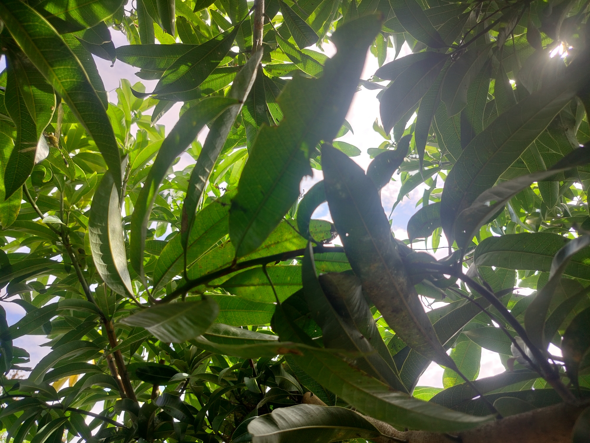 An upward-facing shot of a mango tree canopy on a bright, sunny day in Lembahalas, Indonesia. The image is dominated by lush green mango leaves, some of which are backlit by the sun, creating a dappled effect and lens flare. The sky is visible through the gaps in the foliage, appearing bright white and a light blue. The leaves exhibit clear venation patterns, and some show signs of natural wear or minor damage. The branches of the tree are dark brown and textured. The overall impression is one of dense foliage and natural light filtering through. There are no people or specific objects of human creation clearly visible in the frame.