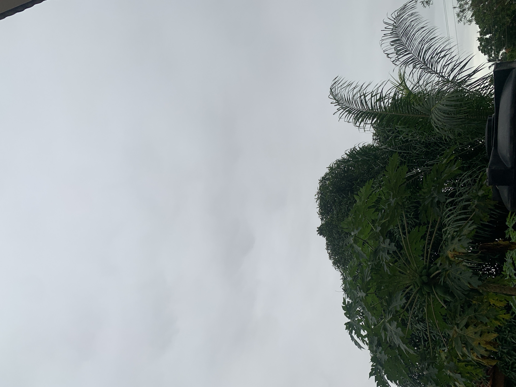 An overcast sky looms above a cluster of lush green trees and foliage in Aketu-Oja, Nigeria. In the foreground, a large papaya tree displays numerous green papayas hanging from its trunk. To its right, a tall palm tree with long, arching fronds stands prominently. Behind these, other dense green trees form a backdrop. A dark, rounded object, possibly a water tank, is partially visible at the bottom of the frame. Power lines can be seen in the distance against the cloudy sky.