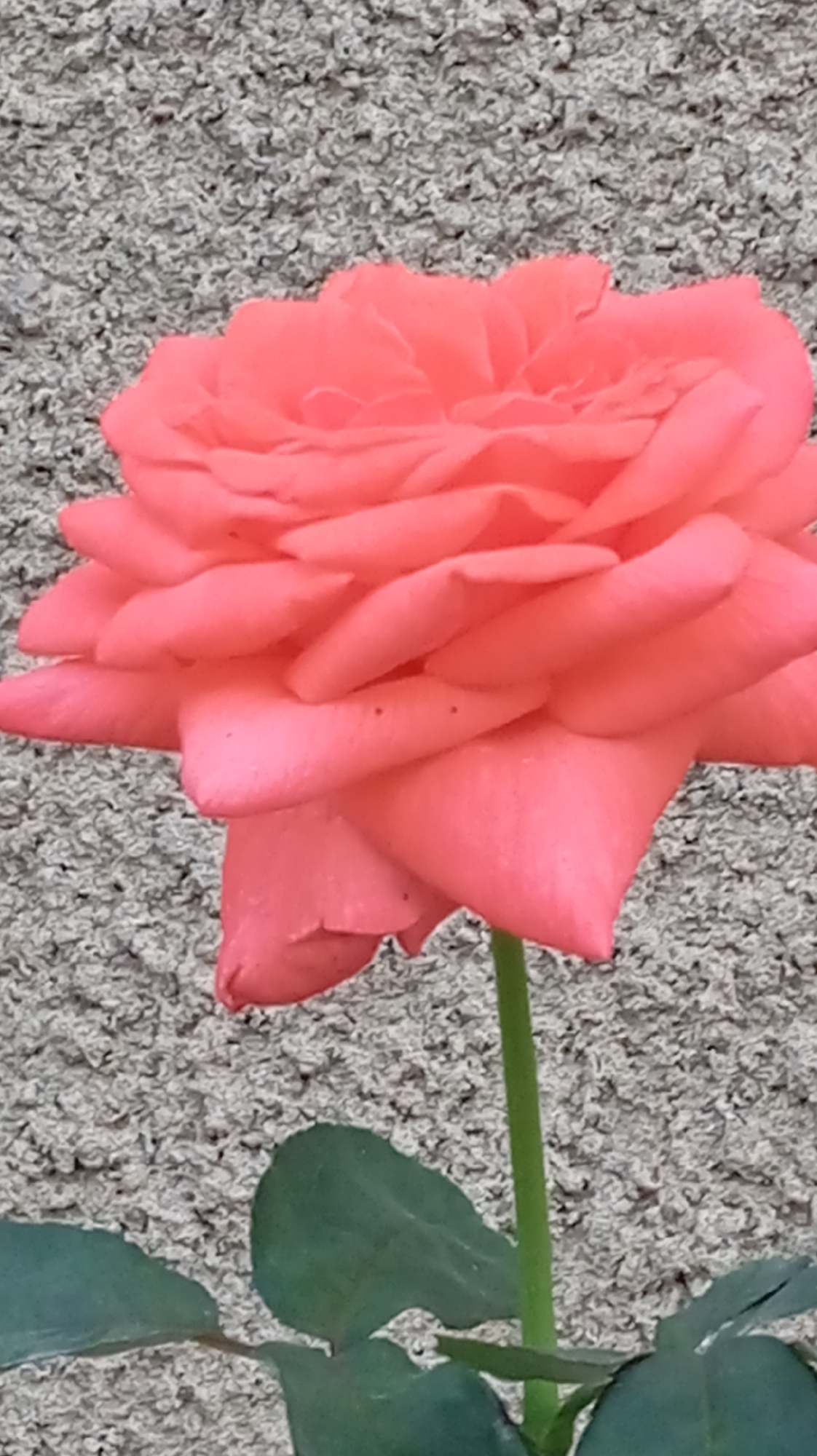 A close-up, vertical, medium shot shows a single, vibrant coral-pink rose in full bloom. The rose is positioned slightly off-center to the left, with its petals unfurling in multiple layers. Some petals are a deeper shade of pink than others, and a few small, dark specks are visible on the surface of some petals, possibly pollen or imperfections. The rose is attached to a thin, green stem that extends downwards out of frame. Two dark green leaves are visible at the bottom of the frame, one on the left and one below the rose's lower petals, also on the left. The background consists of a textured, light gray wall. The scene appears to be outdoors, possibly in a garden or near a building. There are no people or animals present in the image. The lighting suggests daylight, with the rose being well-lit and casting subtle shadows. The image was taken in the city of Baksan, Russia.