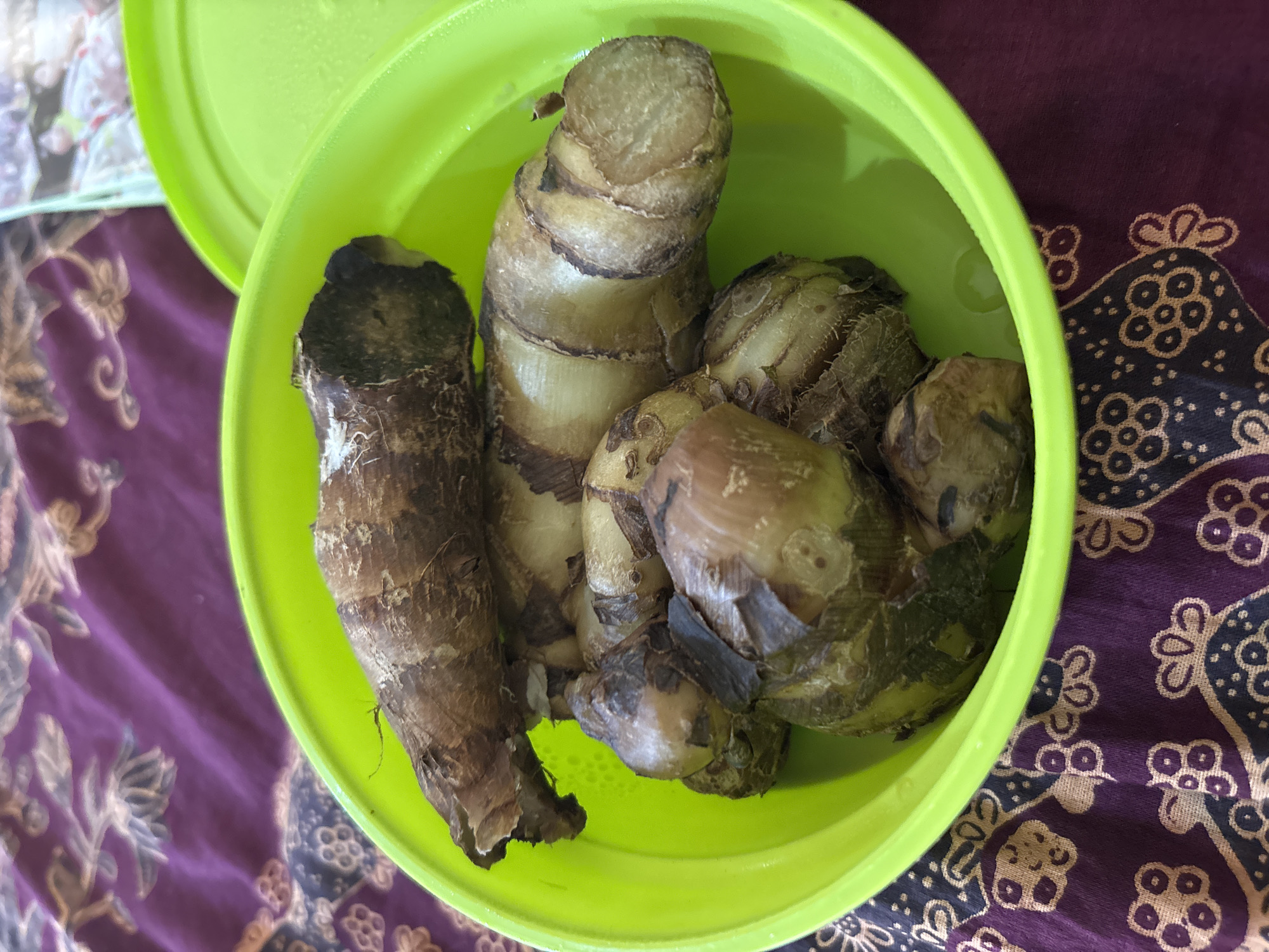 A bright green plastic bowl, containing several taro roots, sits on a purple and gold patterned cloth. The taro roots vary in size and texture, with some appearing smooth and light brown, while others are darker and rougher. One of the roots, positioned at the top of the bowl, is significantly longer and appears to be split at the end. The bowl is partially filled with water, and the taro roots are submerged. The cloth beneath the bowl features an intricate floral and paisley design. The image appears to be taken indoors, possibly in a kitchen or dining area, given the presentation of the food.