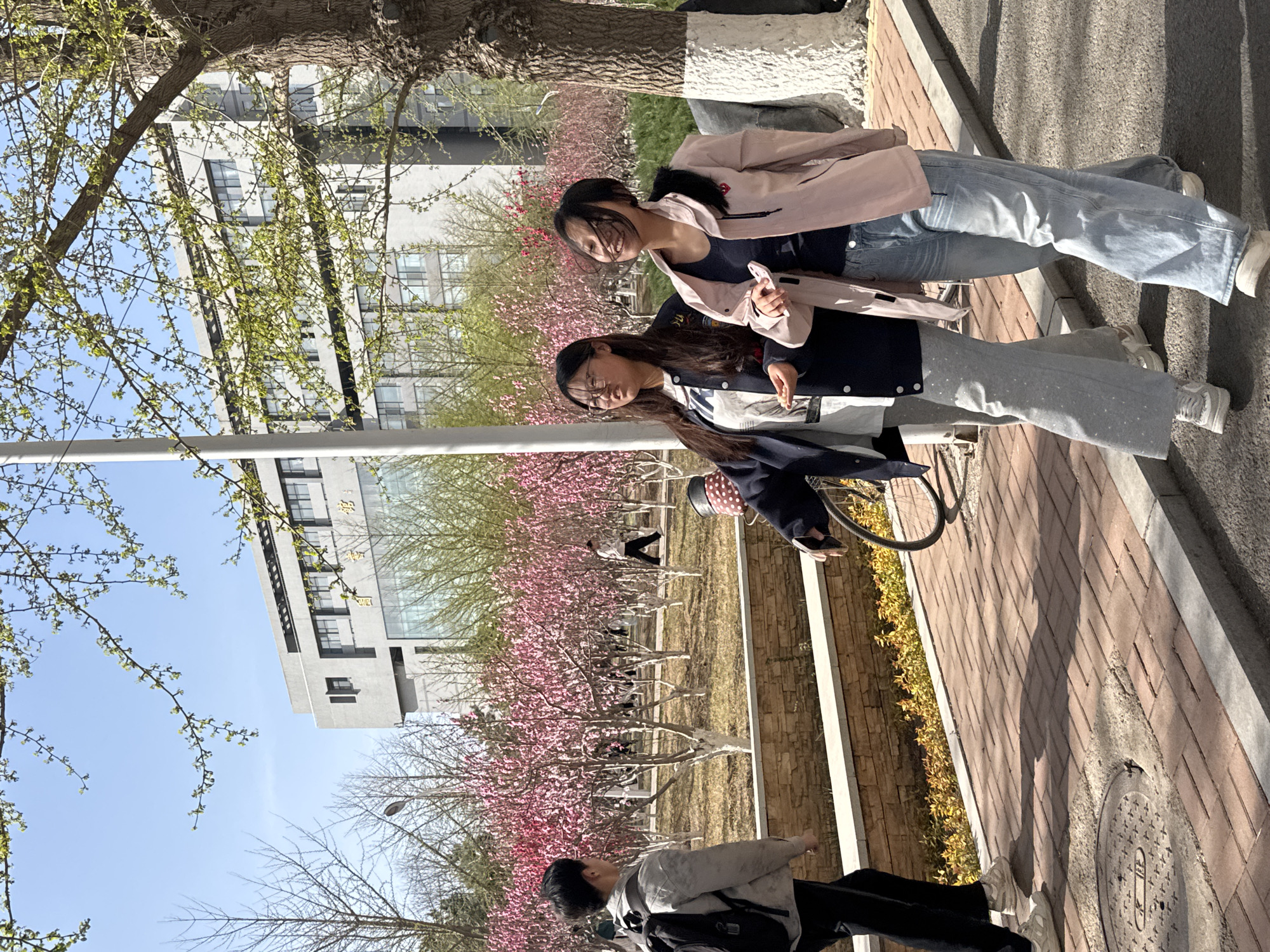 This outdoor photograph, taken on a sunny day, captures a vibrant spring scene with several people amidst blooming trees and modern architecture.
In the foreground, two young women are prominent, standing on a brick pathway. The woman on the left, wearing glasses, has long dark hair and is dressed in a dark jacket over a light top, paired with light-colored wide-leg pants. A bicycle wheel is visible next to her. Beside her, the woman on the right, also with long dark hair, wears a pink jacket over a dark top and light blue jeans, and is smiling brightly towards the camera.
Behind them, a picturesque row of trees adorned with numerous pink blossoms stretches along a grassy area, indicating springtime. Further in the background, several contemporary multi-story buildings can be seen under a clear blue sky. One distinct grey building features many windows and has Chinese characters inscribed near the top, which appear to read "清华园" (Qīnghuá Yuán), suggesting the location is likely Tsinghua University, which is consistent with the provided context of Zhongtun, China.
Other people are scattered throughout the scene; a man with a backpack is partially visible in the lower left, walking away, and smaller figures are in the distance among the trees. The ground consists of reddish-brown brick pavement with a concrete border, and a manhole cover is visible in the lower right. Long shadows on the ground suggest it is either morning or late afternoon. The overall atmosphere is pleasant and cheerful, enhanced by the clear weather and blossoming trees.