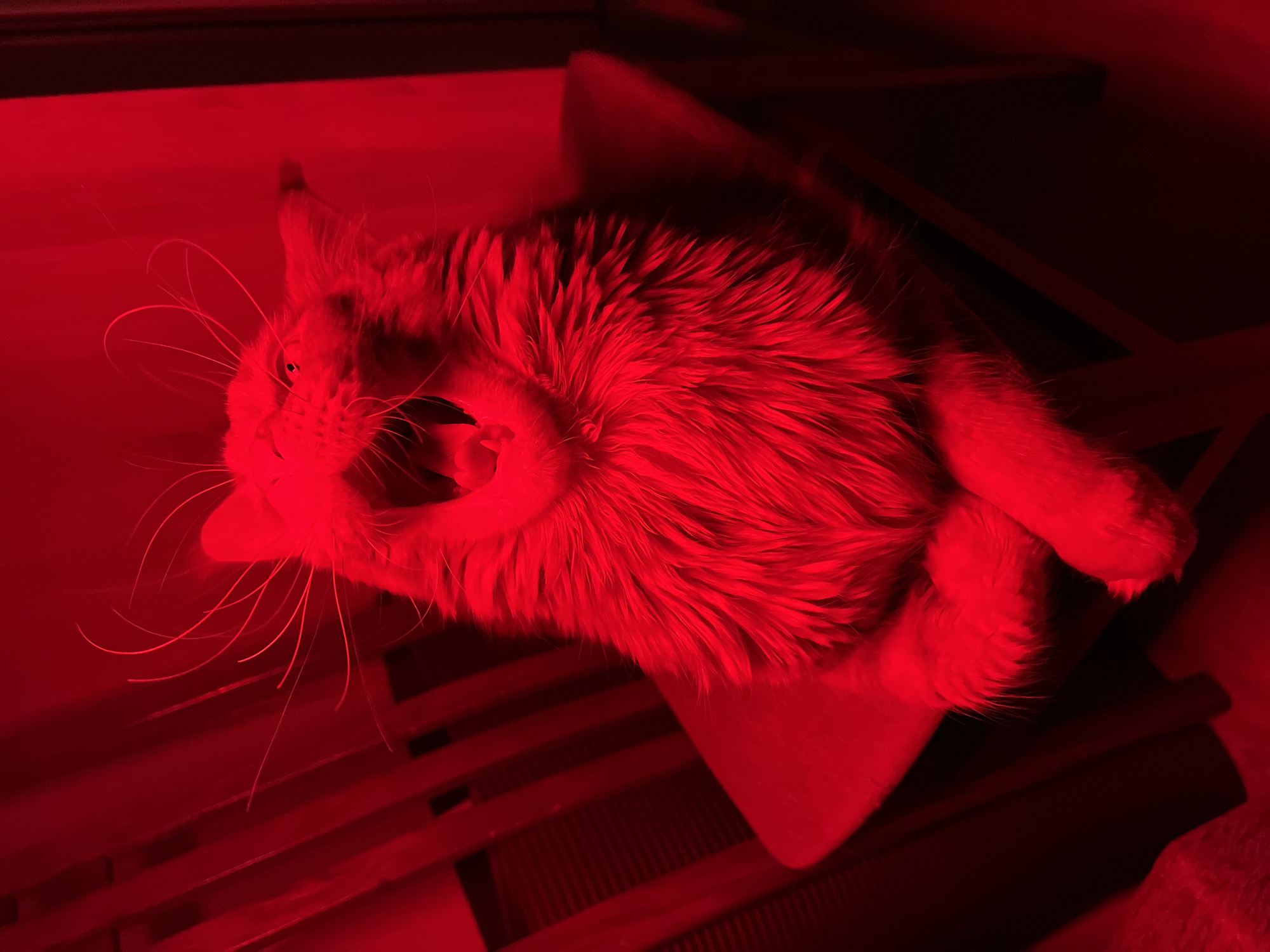 A red, orange tabby cat is lying on a wooden surface, possibly a table or chair, under a red light. The cat is oriented diagonally across the frame with its head facing towards the bottom left corner. The cat is yawning, revealing its open mouth and teeth. The cat's whiskers are visible and splayed out. The wooden surface appears to have slats or a gridded pattern. The background is dark. The location is not discernible from the image.