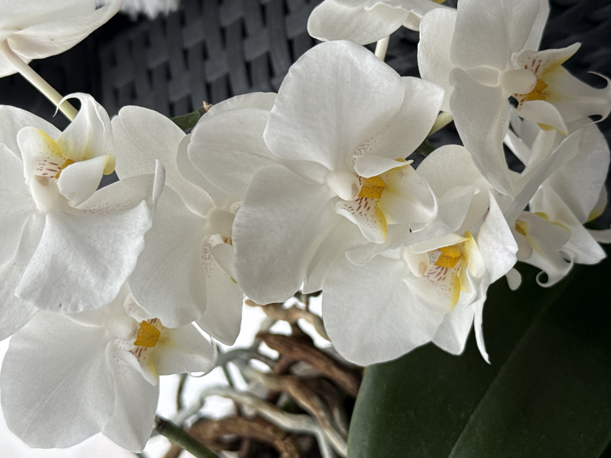 The image shows a close-up view of several white orchid flowers in bloom. The orchids have delicate white petals with yellow centers and subtle reddish-pink markings. The background is a blurred dark, textured surface, possibly a table or woven material. To the left, some of the orchid's aerial roots are visible, appearing brown and woody, along with a dark green leaf. The image is an indoor photograph, likely taken in a home or greenhouse setting, and there is no discernible connection to Bubuieci, Moldova.