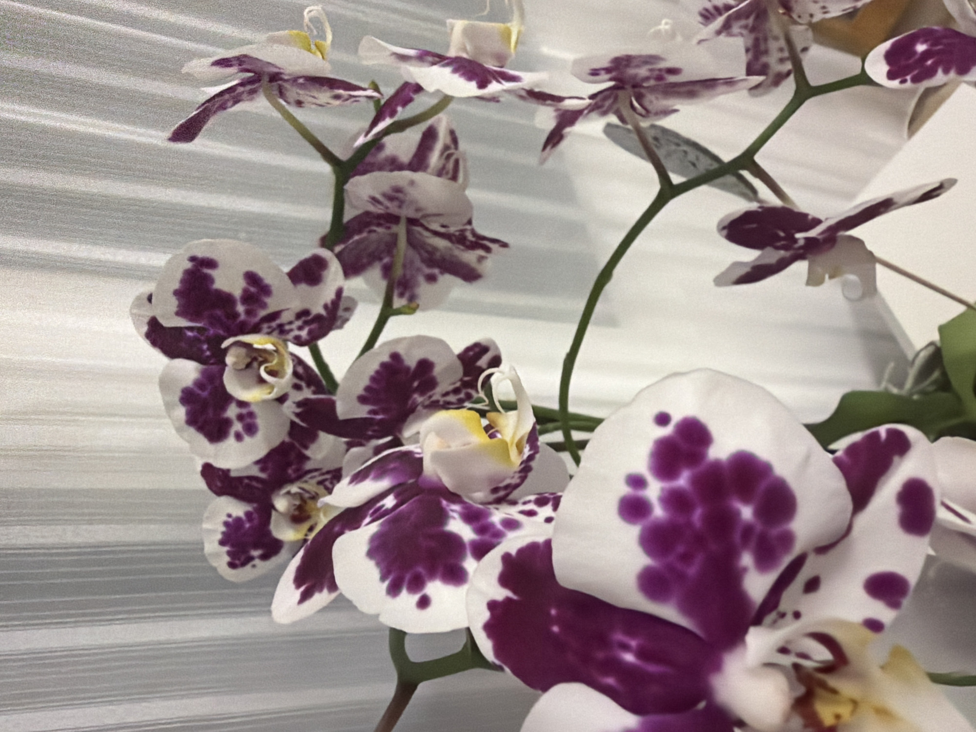 The image is a close-up of several white and purple orchids in bloom. The flowers have a speckled pattern of deep purple on white petals, with some featuring a yellow center. They are arranged on green stems. In the background, there is a sheer, vertical striped curtain, likely white or light gray, which is slightly out of focus. The lighting suggests an indoor setting, possibly a home or greenhouse. There is no indication of the city of Dorsten, Germany, or any specific location within it. The image focuses solely on the floral subjects and their immediate environment.
