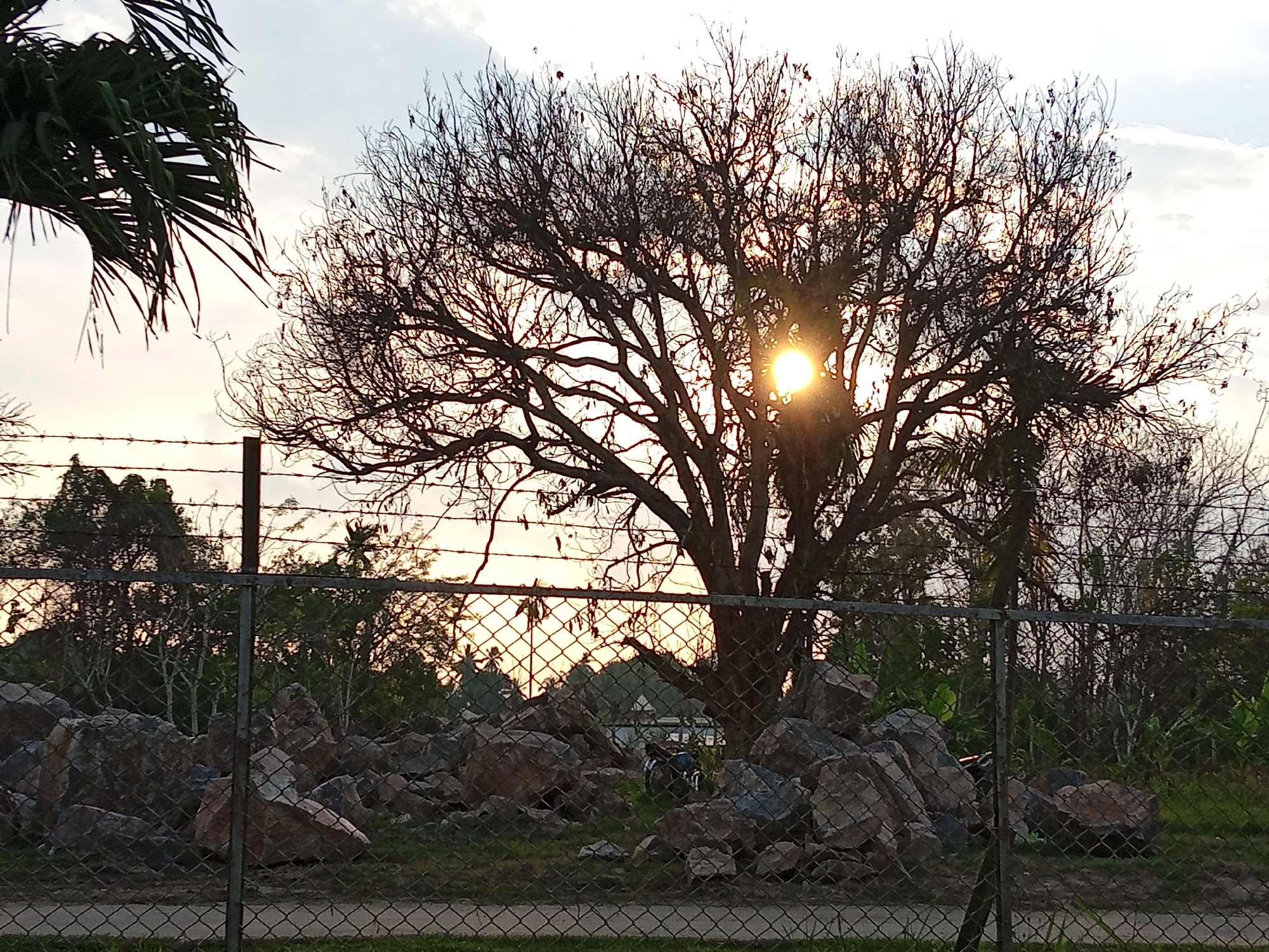 The image depicts a sunset scene behind a bare-branched tree, viewed through a chain-link fence in Blang Mee, Indonesia. The sun, partially obscured by the tree's branches, casts a bright glow, creating a silhouette effect of the tree and surrounding vegetation. In the foreground, large rocks are piled behind the fence, with sparse green grass growing in patches. Further back, a dense arrangement of trees and foliage forms a natural backdrop. The sky is a mix of pale blue and warm sunset hues, with wispy clouds.