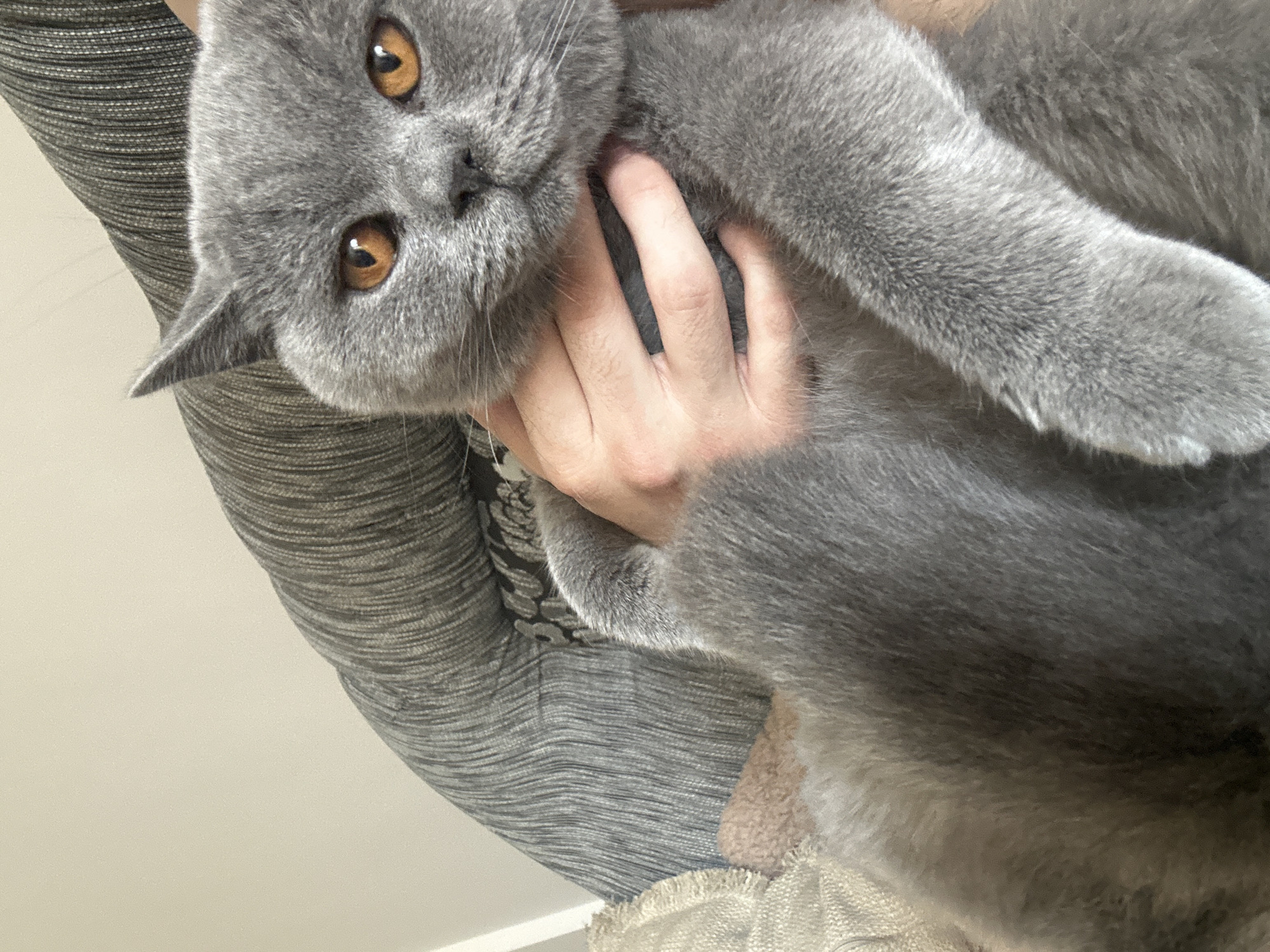 The media file is a close-up, slightly angled photograph of a grey cat being held by a person. The cat has large, expressive amber eyes and appears to be a British Shorthair breed. Its ears are pointed and its fur is a solid grey color. A human hand is visible, gently cradling the cat's head and neck, suggesting an affectionate interaction.
The cat is positioned against a backdrop of grey, ribbed fabric, possibly clothing or upholstery. Below the cat, a textured, beige material with fringed edges is visible. The lighting is soft and diffused, indicating an indoor setting, likely during the daytime. The overall mood conveyed is one of comfort and intimacy between the pet and its owner. There is no visible text in the image.