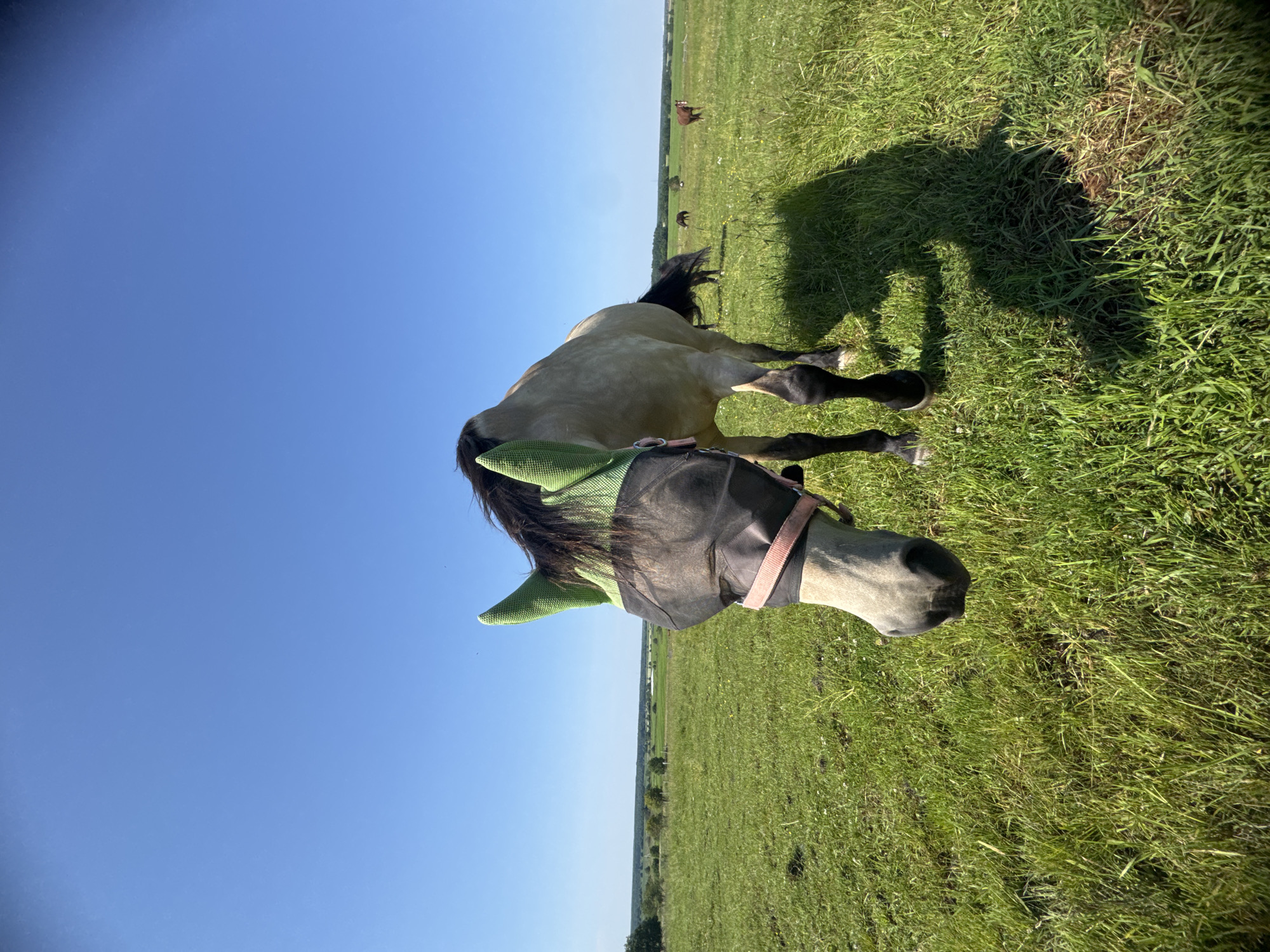 In a sunlit, open field under a clear blue sky, a light-colored horse stands facing the camera. The horse is wearing a black fly mask with green ear coverings and a pink strap. The field is covered in lush green grass, with several other horses visible in the background grazing in the distance. The landscape extends to a tree line and rolling hills in the far distance. The scene depicts a peaceful rural setting.