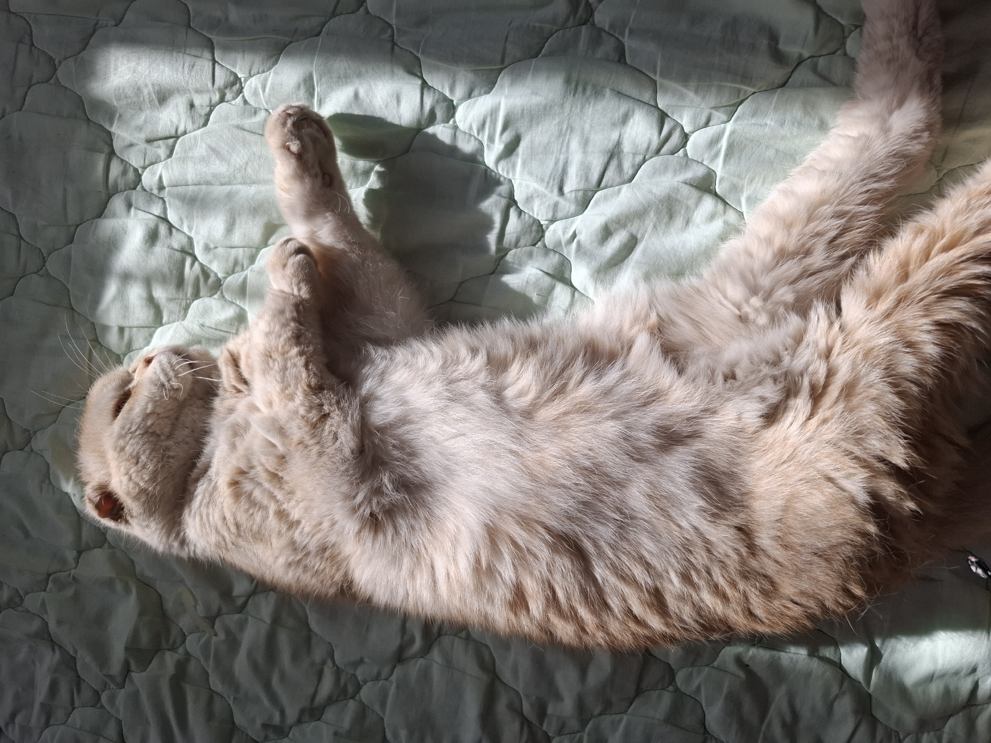 A light tan long-haired cat is lying on its back on a light green quilted bedspread. The cat's front paws are lifted and crossed, and its rear legs are outstretched. The cat is lying in sunlight, which creates shadows on the bedspread. The scene is in an unspecified location in the city of Амзя, Russia.