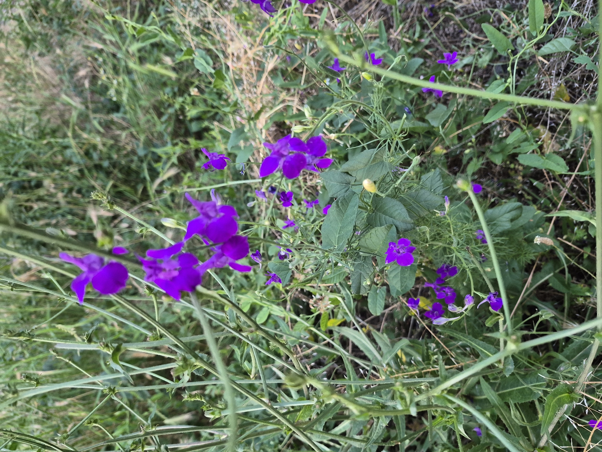 The image shows a close-up view of purple wildflowers growing in a natural, grassy environment. The flowers have delicate, intricate petals and are surrounded by green stems and leaves. The background consists of blurred greenery and dry grass, suggesting an outdoor setting. The lighting appears to be natural daylight. The overall scene is one of natural beauty and tranquility.