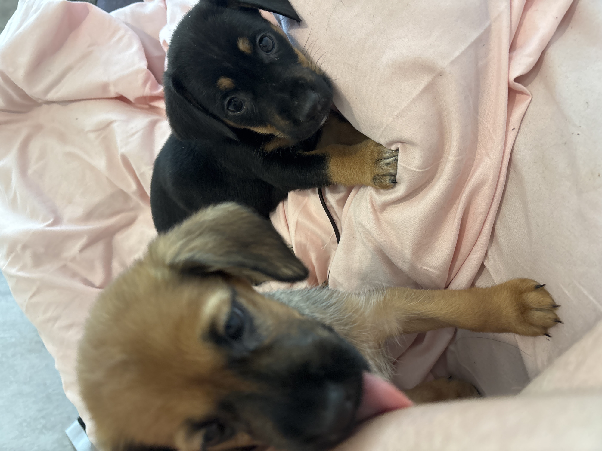 Two puppies are resting on a light pink fabric surface. One puppy is black with tan markings and is looking towards the camera, clutching the fabric with its paw. The other puppy has tan fur and is lying down, its tongue slightly visible. The location is Unknown, Unknown.