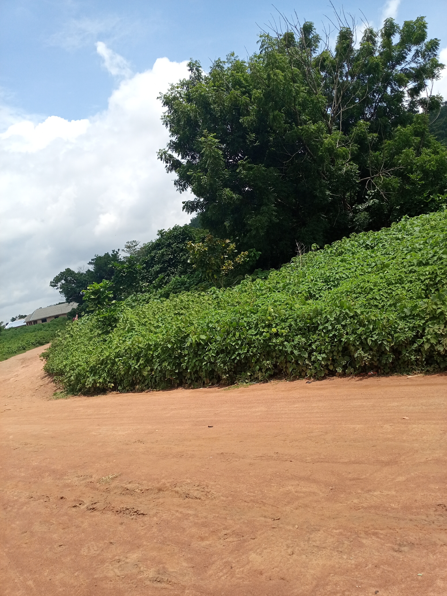 A dirt road curves to the left in the foreground, with a dense, green, leafy bush growing up a hillside on the right side of the road. The hillside continues upwards and is covered with more vegetation and trees. In the background, on the left side of the image, a building with a brown roof is visible, partially obscured by the foliage. The sky above is blue with scattered white clouds.