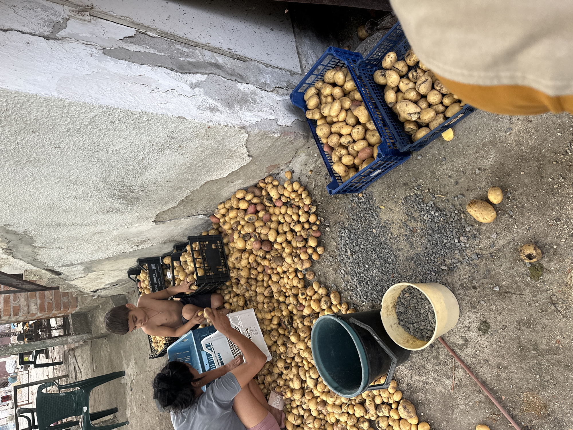 In the village of Mlekarevo, Bulgaria, a scene unfolds of potato harvest activity. The ground, a mixture of concrete and gravel, is covered with a large quantity of freshly dug potatoes. A young boy, shirtless and wearing dark shorts, sits among black crates overflowing with potatoes, his hands engaged in sorting. Beside him, a woman, partially visible from the chest up, wearing a grey t-shirt and pink shorts, is also working with the potatoes, holding a white crate. Several blue and black plastic crates are filled with potatoes, stacked near a weathered concrete wall. To the left of the main potato pile, a large dark green bucket and a smaller off-white bucket, the latter containing grey gravel, are positioned on the ground. In the background, two green plastic chairs and parts of a rustic structure are visible. The overall environment suggests an outdoor preparation area for harvested produce.