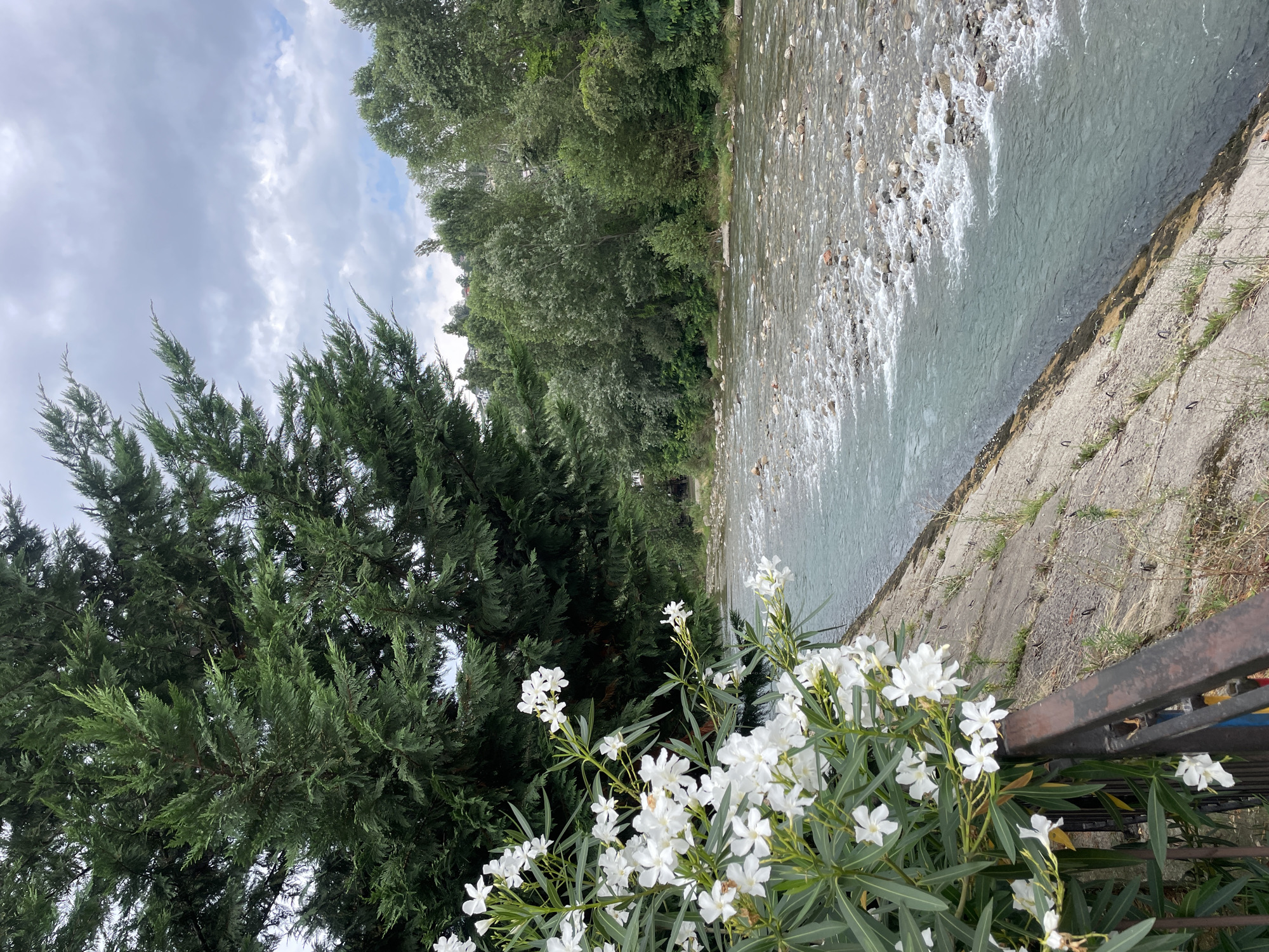 The image depicts a tranquil scene of a river flowing through a verdant landscape, likely in the city of Sochi, Russia. In the foreground, a lush green bush with delicate white flowers blooms, contrasting with the darker foliage of a large evergreen tree that dominates the left side of the frame. A metal railing runs along the edge of a concrete embankment, separating the flowering bush from the river. The river itself is wide and shallow, with a rocky bed visible through the clear, turquoise water. Whitecaps indicate a gentle current. The far bank of the river is lined with a dense forest of green trees, their tops extending towards a cloudy, grey sky. The overall impression is one of natural beauty and serenity, characteristic of the many natural areas found within Sochi.