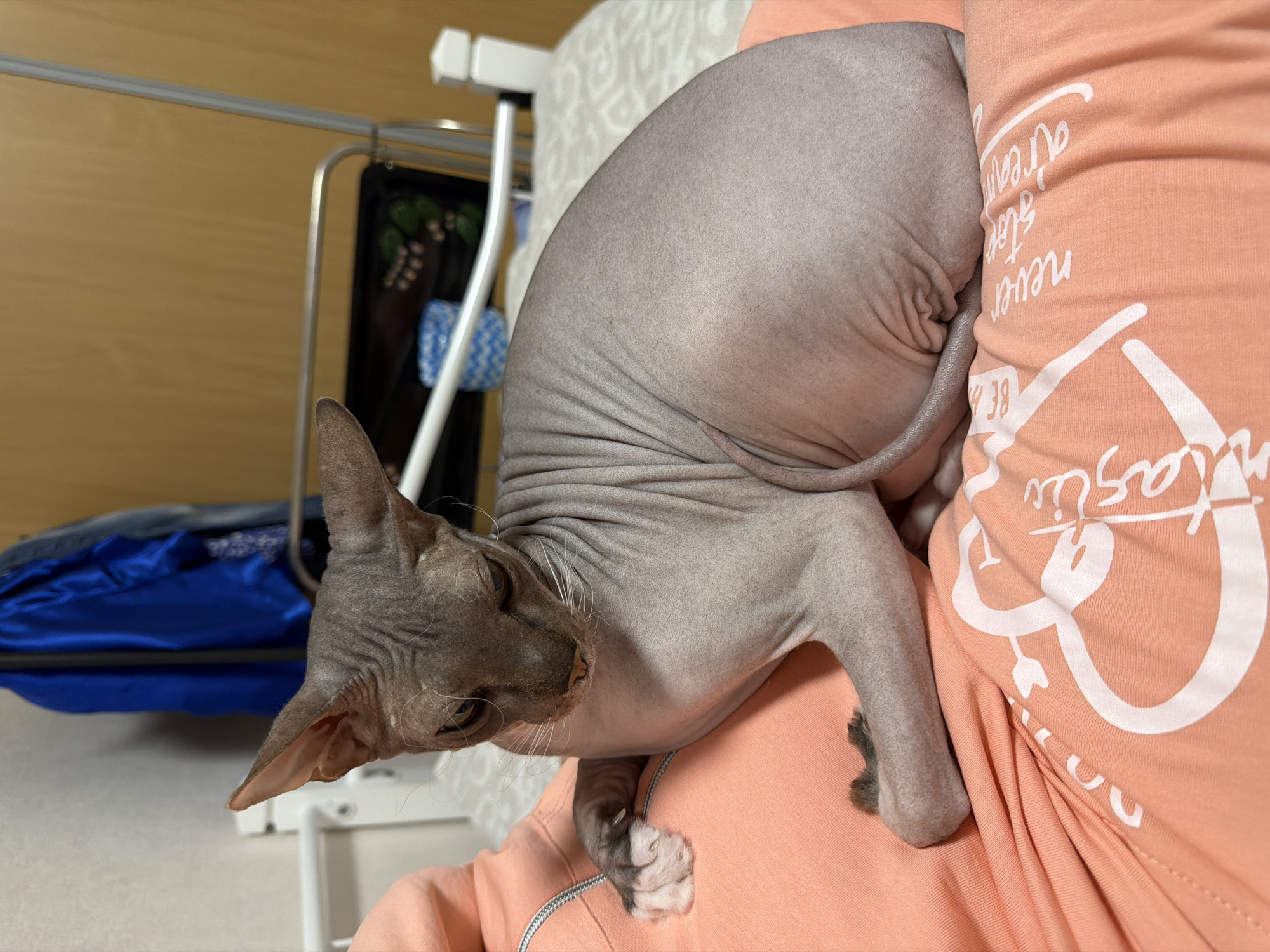A hairless cat is nestled on a person's shoulder, who is wearing an orange top. The cat is gray with darker gray patches on its head and paws. The top has a white design on it. Behind the person and cat is a metal rack with items on it. The background includes a wooden wall and what appears to be a bed. The image does not provide information to support the location being Izhevsk, Russia.