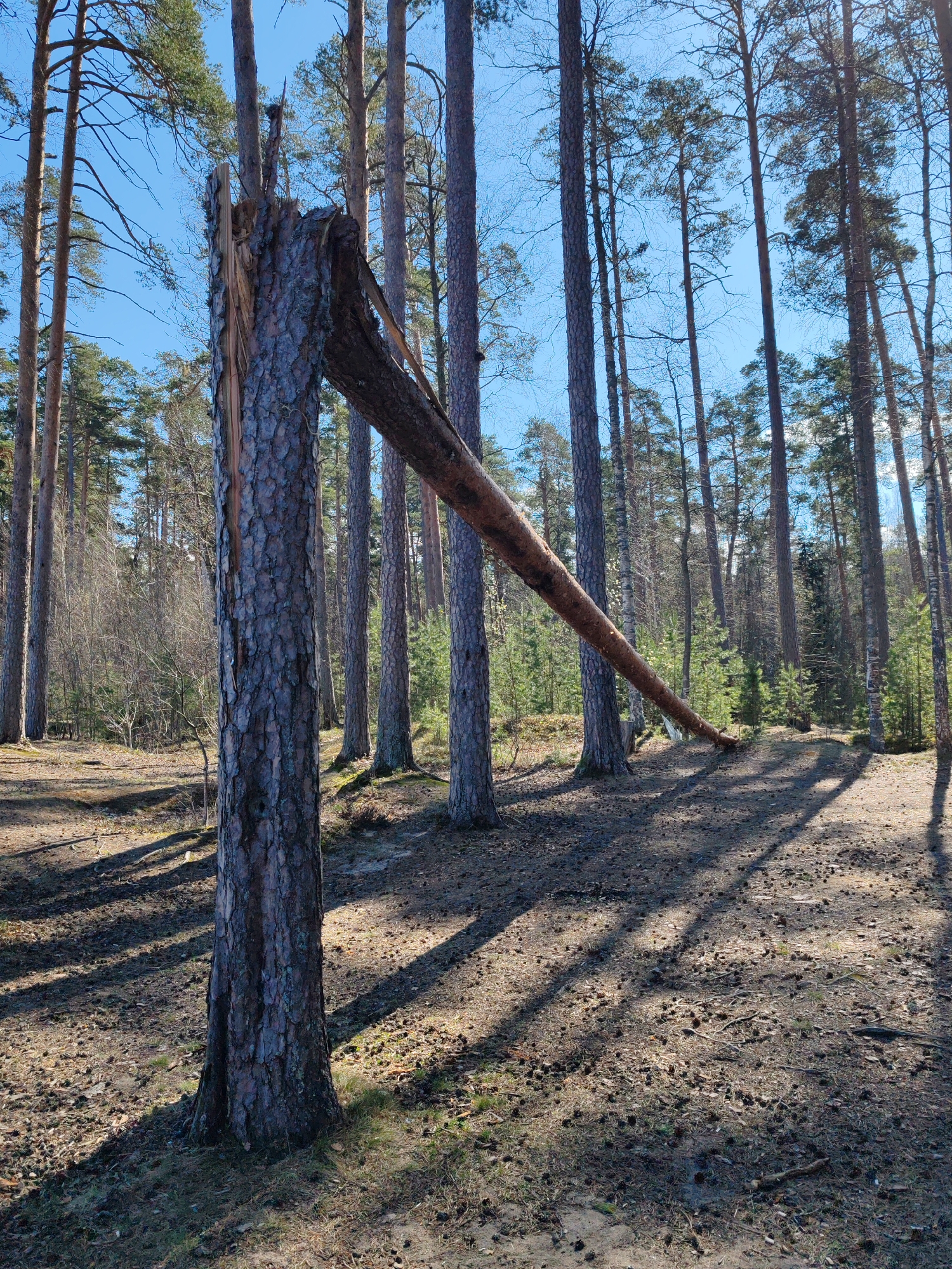 The image shows a forest landscape in Bolshaya Izhora, Russia. A broken tree trunk stands prominently in the foreground. The trunk has splintered near the top, with the fallen portion of the tree resting diagonally, supported by other trees. The surrounding forest consists of tall, slender trees, casting long shadows across the ground, which is covered in pine needles and cones. The sky is a clear blue, visible through the canopy. There are no people visible in the image.