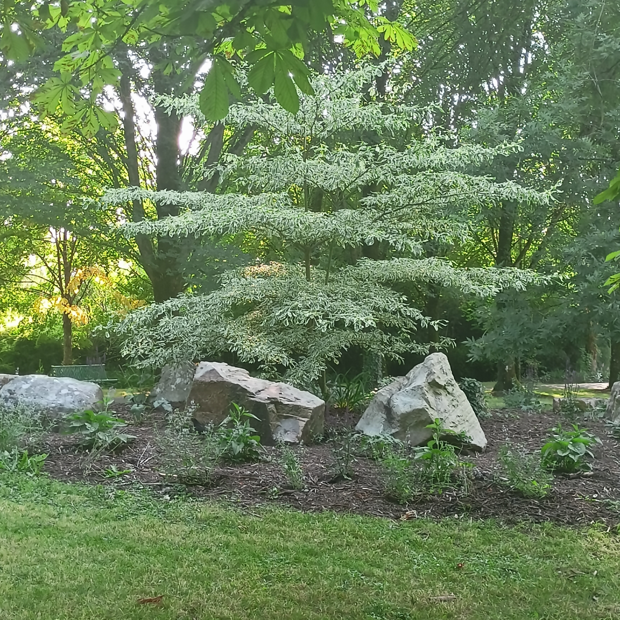 The image depicts a lush, sun-dappled park scene, likely within The Municipal District of Adare — Rathkeale, Ireland. In the foreground, a manicured lawn of vibrant green grass meets a bed of dark mulch, interspersed with small green plants and a few large, weathered grey and brown rocks. Behind this, a distinctive variegated tree with striking white and green foliage stands as a central focal point, its branches fanning out horizontally. To the left and right of this tree, larger grey rocks are strategically placed. The background is filled with a dense arrangement of trees, some with large, dark green leaves and others with the characteristic lighter, variegated foliage seen in the central tree. Sunlight filters through the leaves, creating bright patches and casting shadows, suggesting a late afternoon or early morning setting. In the distance, a hint of a green park bench can be seen nestled amongst the trees, and a single tree with bright yellow-green leaves stands out against the darker foliage. The overall atmosphere is serene and natural, characteristic of a well-maintained public park or garden. There are no people or animals visible in the image.