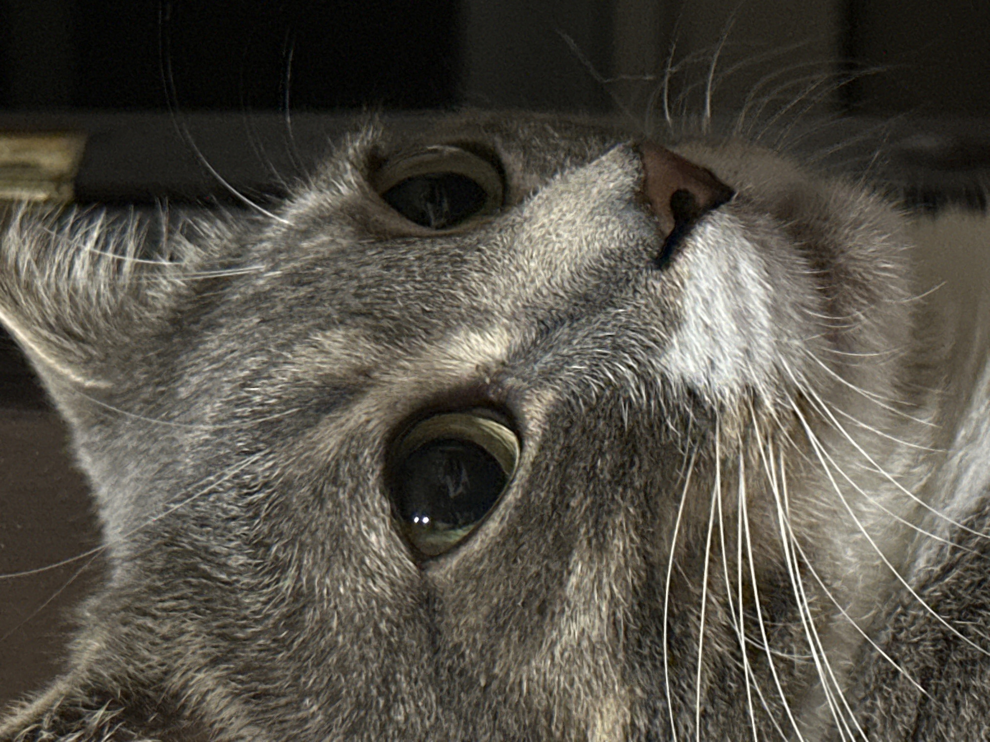A close-up, side-profile portrait of a gray tabby cat's face is shown. The cat has large, green eyes with visible reflections, a pink nose, and long white whiskers. Its fur is a mix of gray and white, with darker tabby markings visible on its head and face. The background is dark and out of focus, with a hint of a wooden surface on the right side. The image appears to be taken indoors, possibly in a home environment. The exact location in the city of Unknown, Unknown cannot be determined from the provided image.