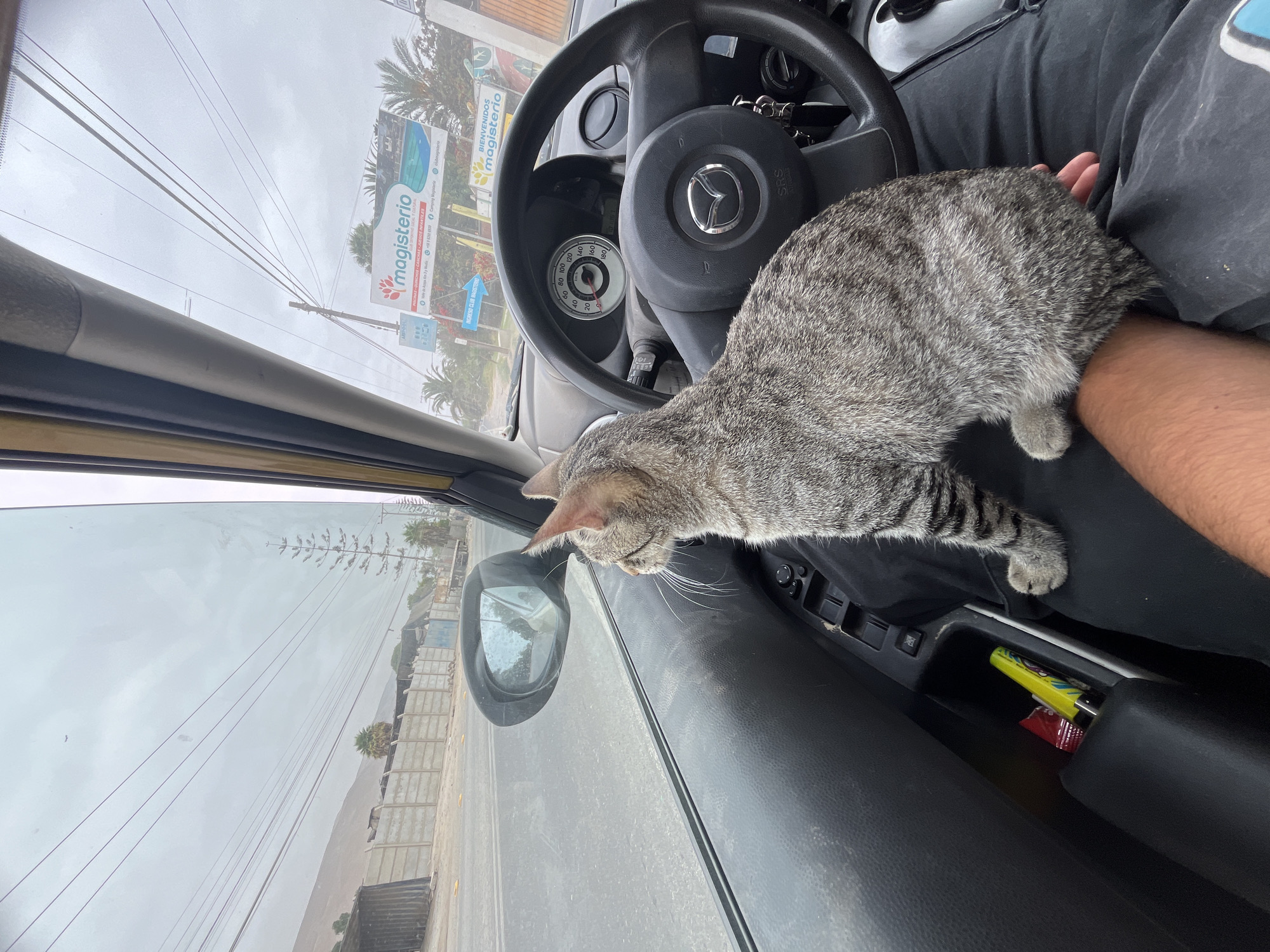 The image shows the interior of a car, possibly in motion, in Arica, Chile. A gray tabby cat is resting on the arm of the driver. The car's steering wheel features a Mazda logo. Outside the driver's side window, roadside advertisements for "Magisterio" are visible, along with general urban scenery. The weather appears overcast. A lighter and some small packages are visible in a compartment of the car.