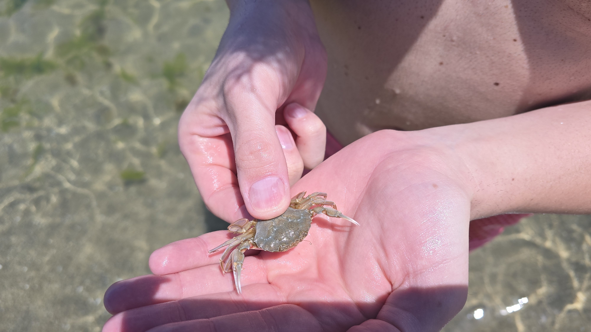 The image shows a close-up of a person's hands holding a small crab. The crab is light brown and grey, with visible claws and legs. The hands are wet and shiny, reflecting the sunlight. The background is blurred, showing shallow, clear water with some green seaweed. The water appears to be a shallow coastal area, consistent with locations like the beaches or the sea garden in Varna, Bulgaria. The person's skin tone and the presence of moles are also visible. The overall scene is bright and summery.