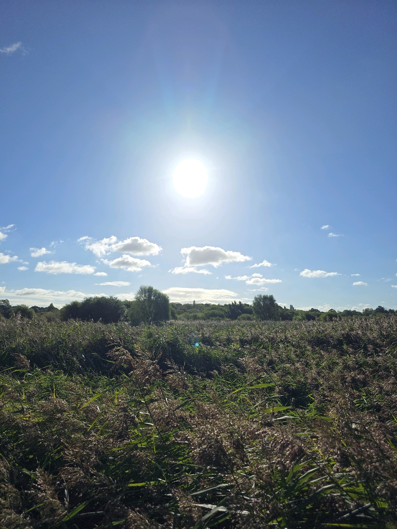 A full shot of a sunlit reed bed under a bright blue sky with scattered white clouds. The sun is positioned high in the sky, creating a lens flare and casting a bright light over the scene. The foreground is dominated by tall reeds with dry, feathery seed heads, interspersed with green foliage. In the mid-ground, a line of dense trees and bushes forms a backdrop, with a few taller trees visible among them. The background appears to be open land, possibly stretching towards the horizon. The overall impression is of a natural, rural landscape. The location is identified as Stockton-on-Tees, United Kingdom.