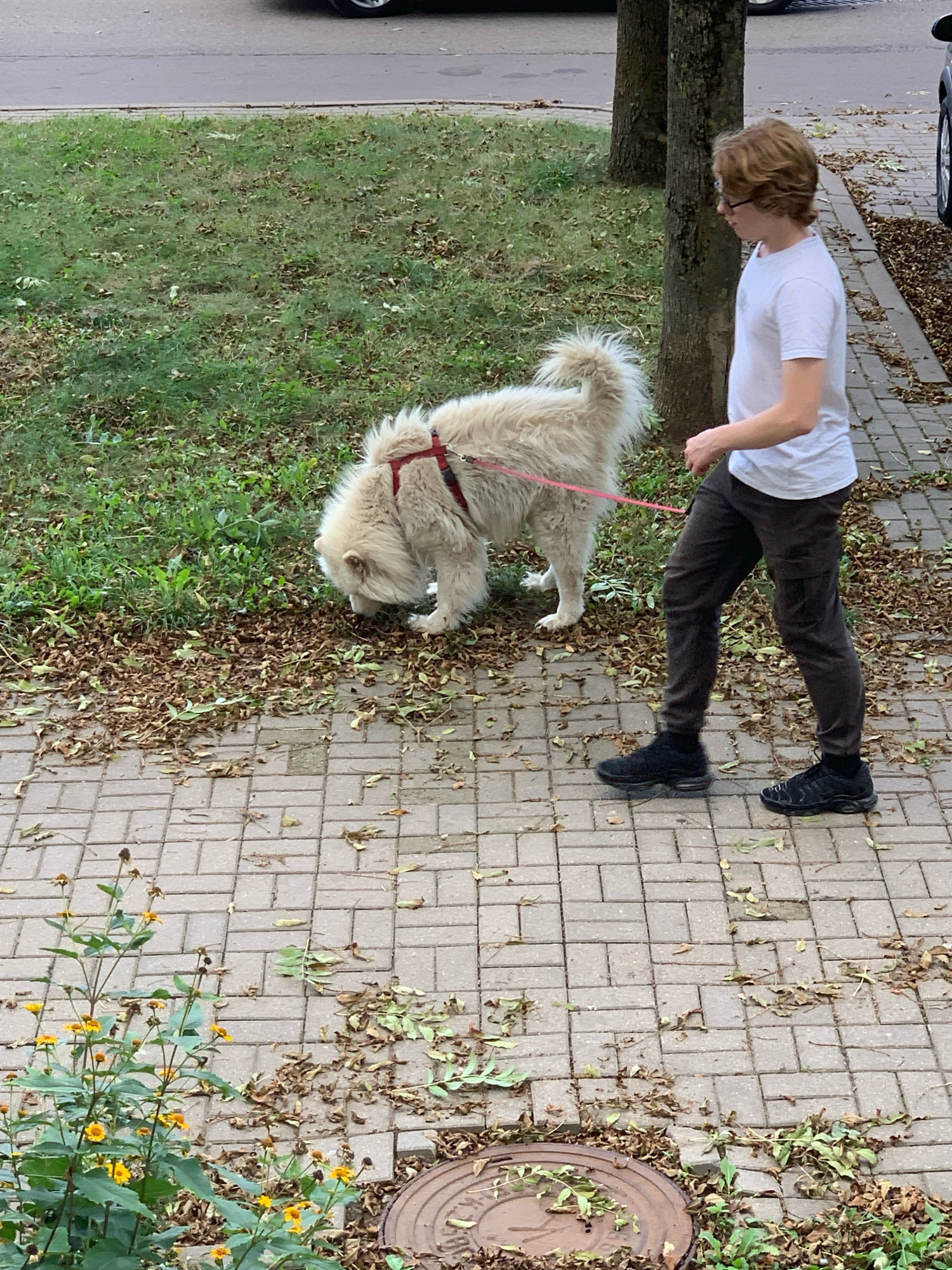 A young person with blond hair and glasses, wearing a white t-shirt and dark pants, is walking a fluffy white dog on a leash along a brick sidewalk. The dog is sniffing the ground. The sidewalk is adjacent to a grassy area with scattered leaves. Trees are visible in the background. In the foreground, there are some small yellow flowers and a manhole cover. The scene appears to be a residential or park area.