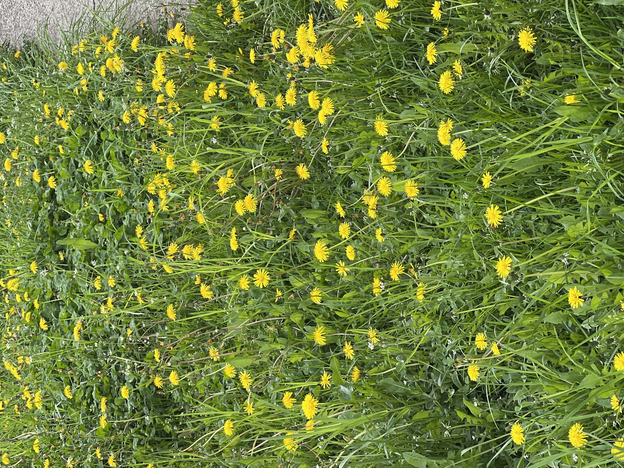 The image shows a patch of grass densely populated with dandelions in full bloom. The grass is green, and there are a few small white flowers. The scene is characterized by the dominance of yellow dandelions against the green background of grass. The image appears to be taken at ground level and is focused on the plants. The location is not explicitly revealed in the image. There are no people visible in the image.