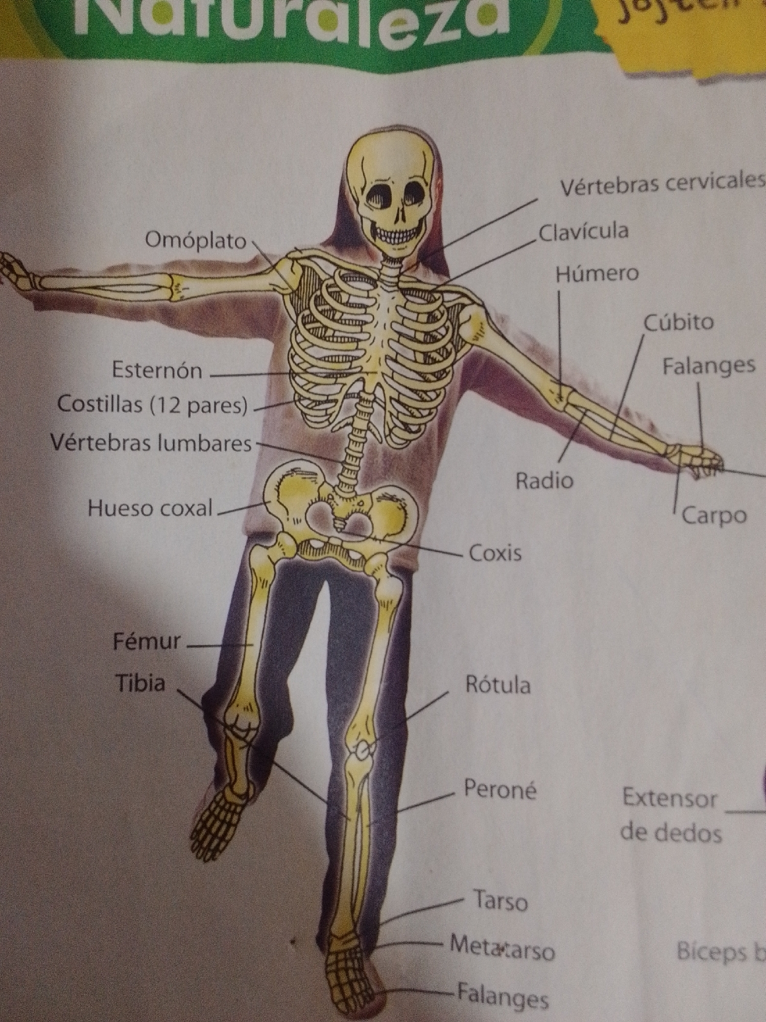 The image is an illustration of the human skeleton with various bones labeled in Spanish. The labels include "Omóplato," "Esternón," "Costillas (12 pares)," "Vértebras lumbares," "Hueso coxal," "Fémur," "Tibia," "Vértebras cervicales," "Clavícula," "Húmero," "Cúbito," "Falanges," "Radio," "Coxis," "Rótula," "Peroné," "Tarso," "Metatarso," "Extensor de dedos," and "Bíceps b." The illustration depicts an upright skeleton, with limbs extended. There is no indication of the city of La Tagua, Venezuela, or any specific location within a city in the image.