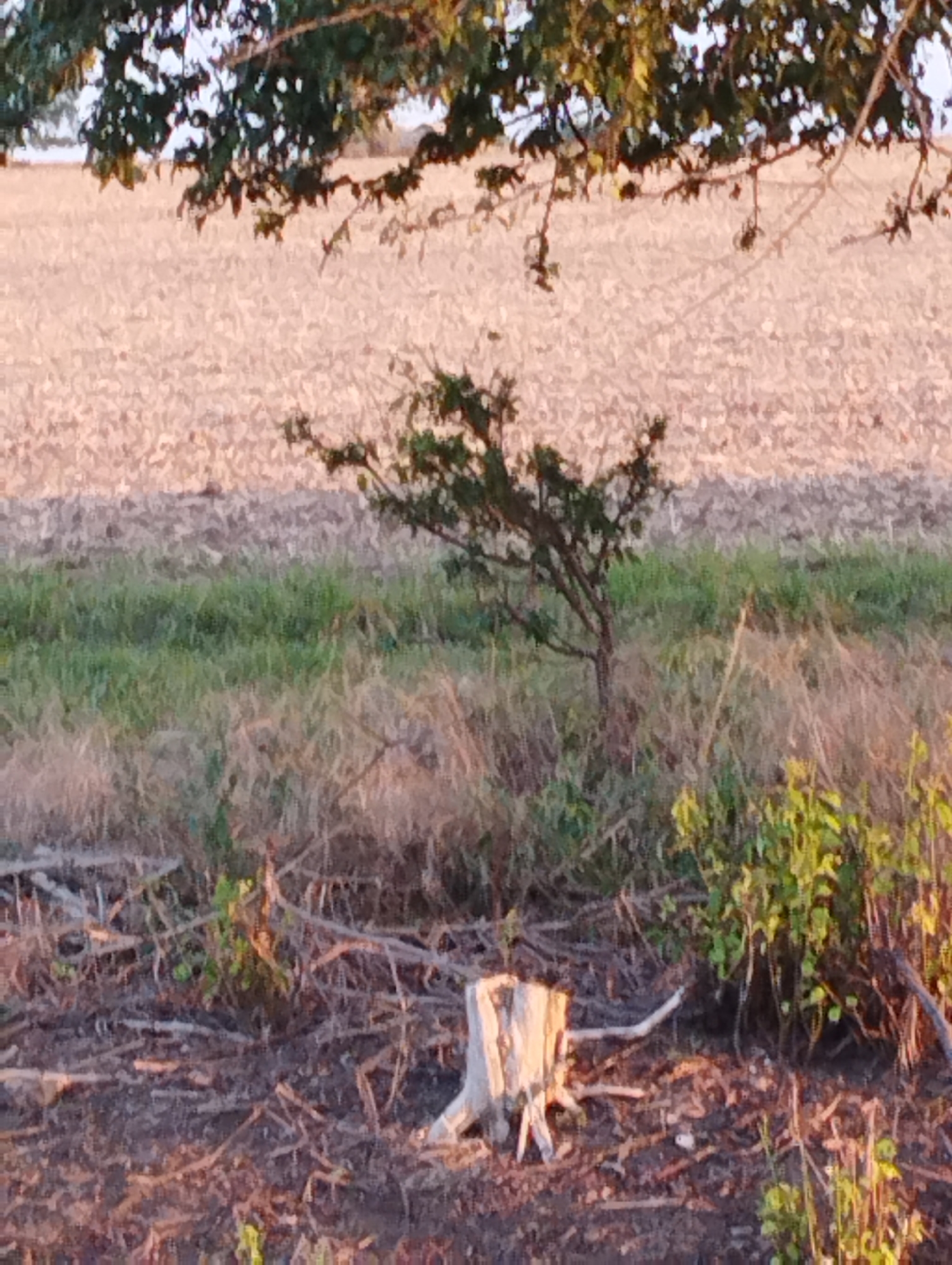 This image depicts a natural scene in a rural area, potentially within or on the outskirts of Hospozín, Czechia. The foreground is dominated by a patch of dark soil littered with dry twigs, branches, and leaves, suggesting a recently cleared or wooded area. A prominent element in the foreground is a weathered tree stump, its rough texture and light color contrasting with the surrounding soil. To the right of the stump, a tangle of green leafy vegetation grows.
Further into the scene, a strip of green grass separates the foreground from a large, light-colored field. This field appears to be cultivated, possibly with stubble from a harvested crop. In the middle ground, a small, sparsely leaved tree stands with its branches reaching upwards. The background is a hazy expanse of the field, with the hint of distant trees or structures at the horizon, all bathed in the warm, soft light of what appears to be either sunrise or sunset. The overhead branches of a larger tree, with green leaves, cast shadows across the upper portion of the image, framing the scene.