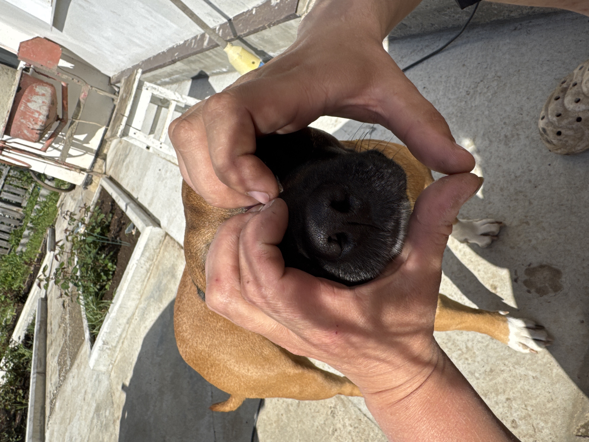 The image provides a high-angle, close-up view of a person's hands tenderly framing the snout of a dog in a sunlit outdoor setting. The dog, likely a medium-sized breed, has short, brown fur and a prominent black muzzle and nose, which are the central focus of the composition. Its visible front paws, resting on the concrete ground, show white markings.
The two hands, appearing to belong to one individual, are positioned around the dog's face in an affectionate or playful gesture, with fingers slightly curled to cradle its snout. The bright sunlight casts sharp shadows from the hands and the dog onto the light grey concrete ground, indicating clear, daytime weather, possibly mid-morning or afternoon.
The background reveals elements typical of a casual outdoor area, such as a backyard or patio. To the left, an old, weathered red metal object, resembling a small cement mixer or cart, is visible next to some green foliage and a wooden structure. Further into the background, light-colored wooden or concrete structures, possibly fencing or parts of a building, are present. A small yellow object is partially visible behind the hands on the upper left. On the right side of the concrete ground, a light beige, porous "Crocs"-style shoe is visible.
The scene suggests a warm, playful interaction between the human and the dog. The lack of specific geographical markers makes it difficult to pinpoint the exact location visually, but the outdoor residential setting is consistent with many places, including Chaikovsky, Russia. There is no visible text in the image.